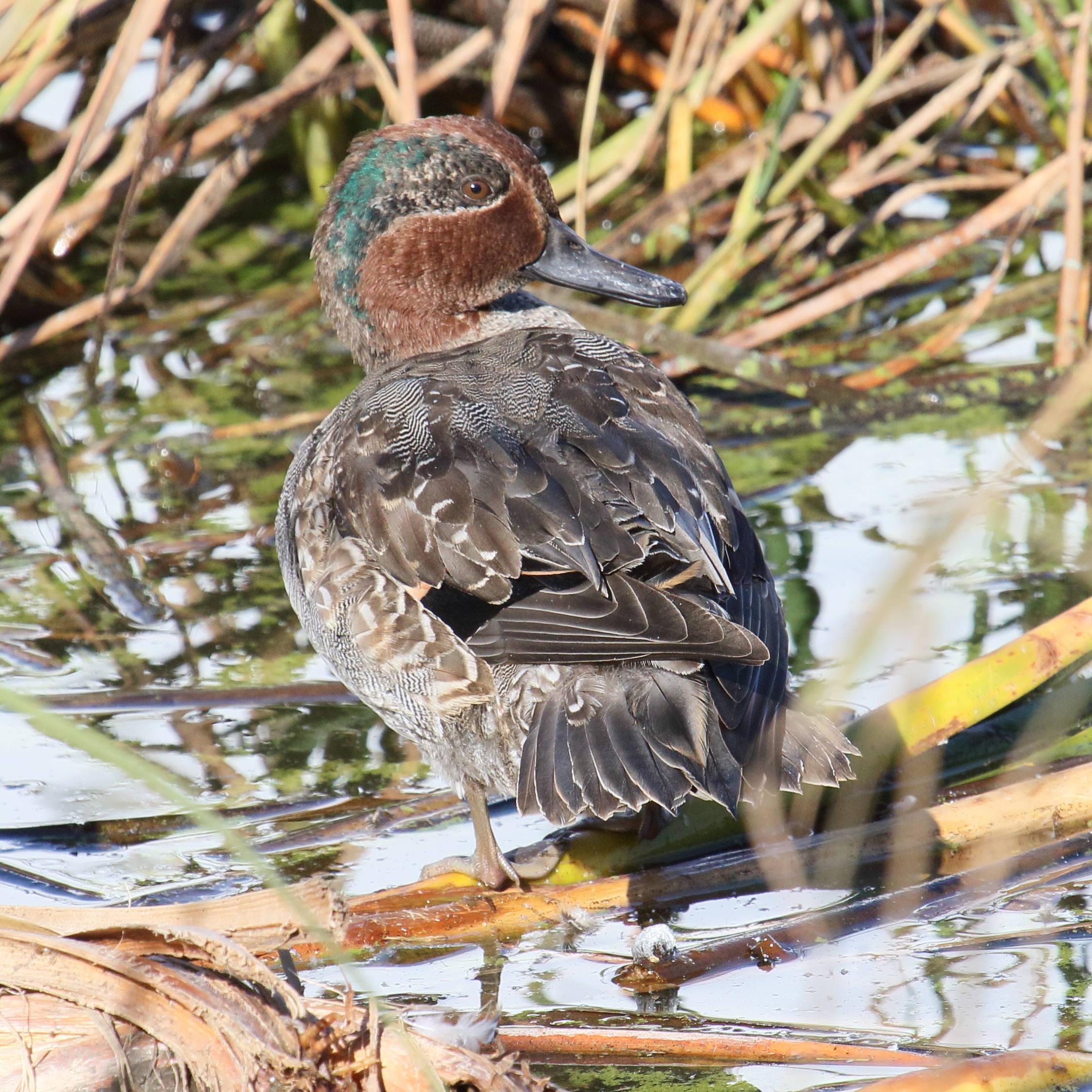 sarcelle_d-hiver_-_anas_crecca8md