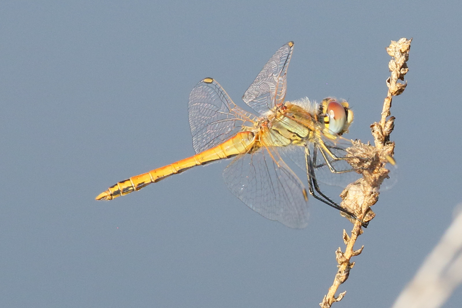 Afficher le média sympetrum_fonscolombii6bd sympetrum_fonscolombii6bd