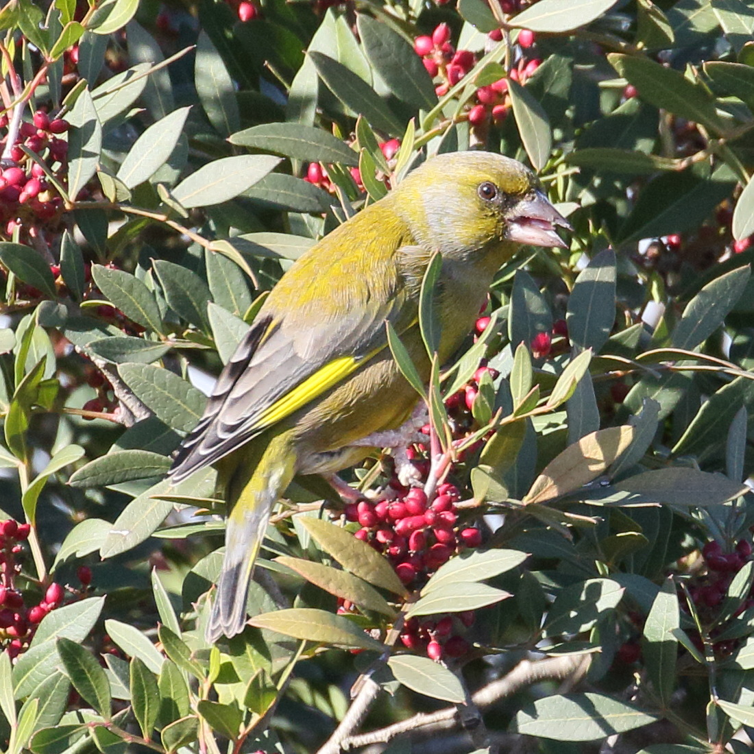 verdier_d-europe_-_chloris_chloris8bd