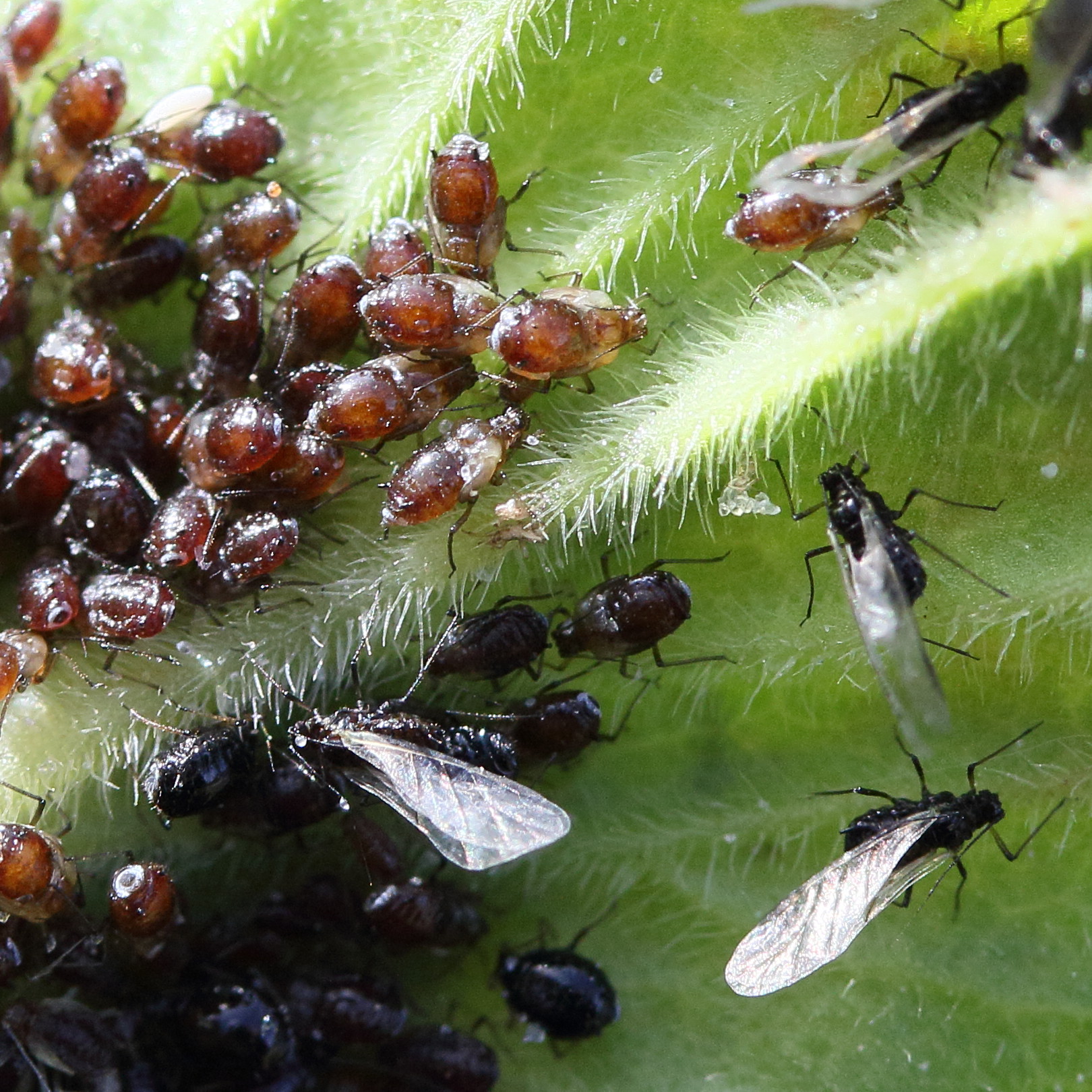 brachycaudus_lychnidis1md