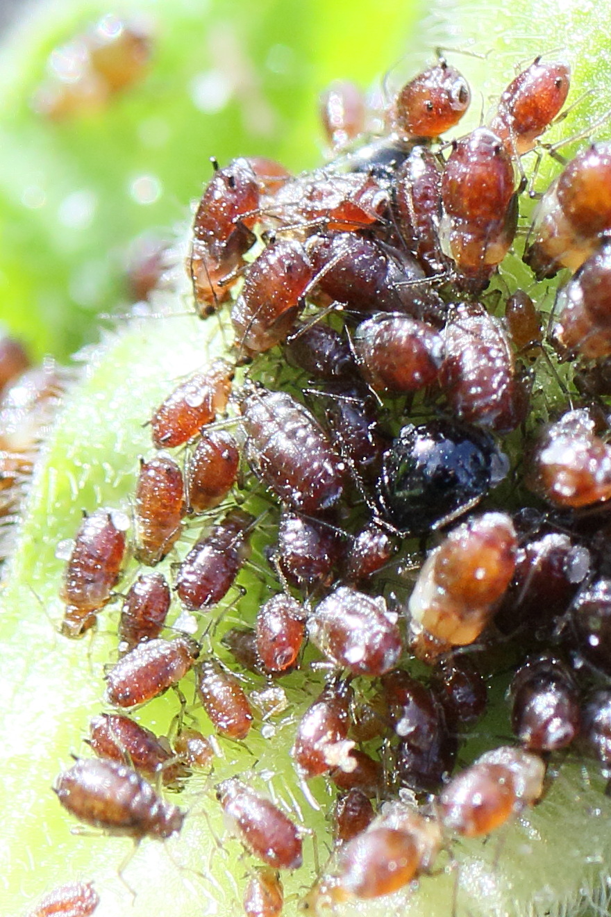 brachycaudus_lychnidis2md