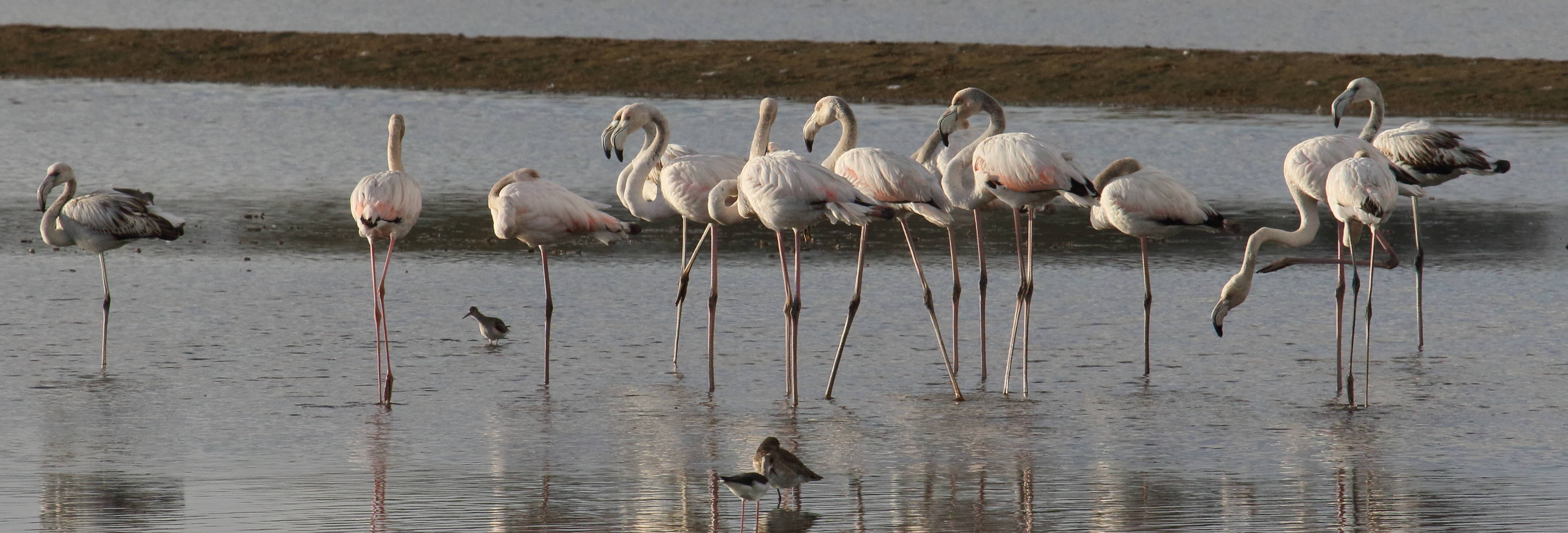 Afficher le média flamant_rose_-_phoenicopterus_roseus7md flamant_rose_-_phoenicopterus_roseus7md
