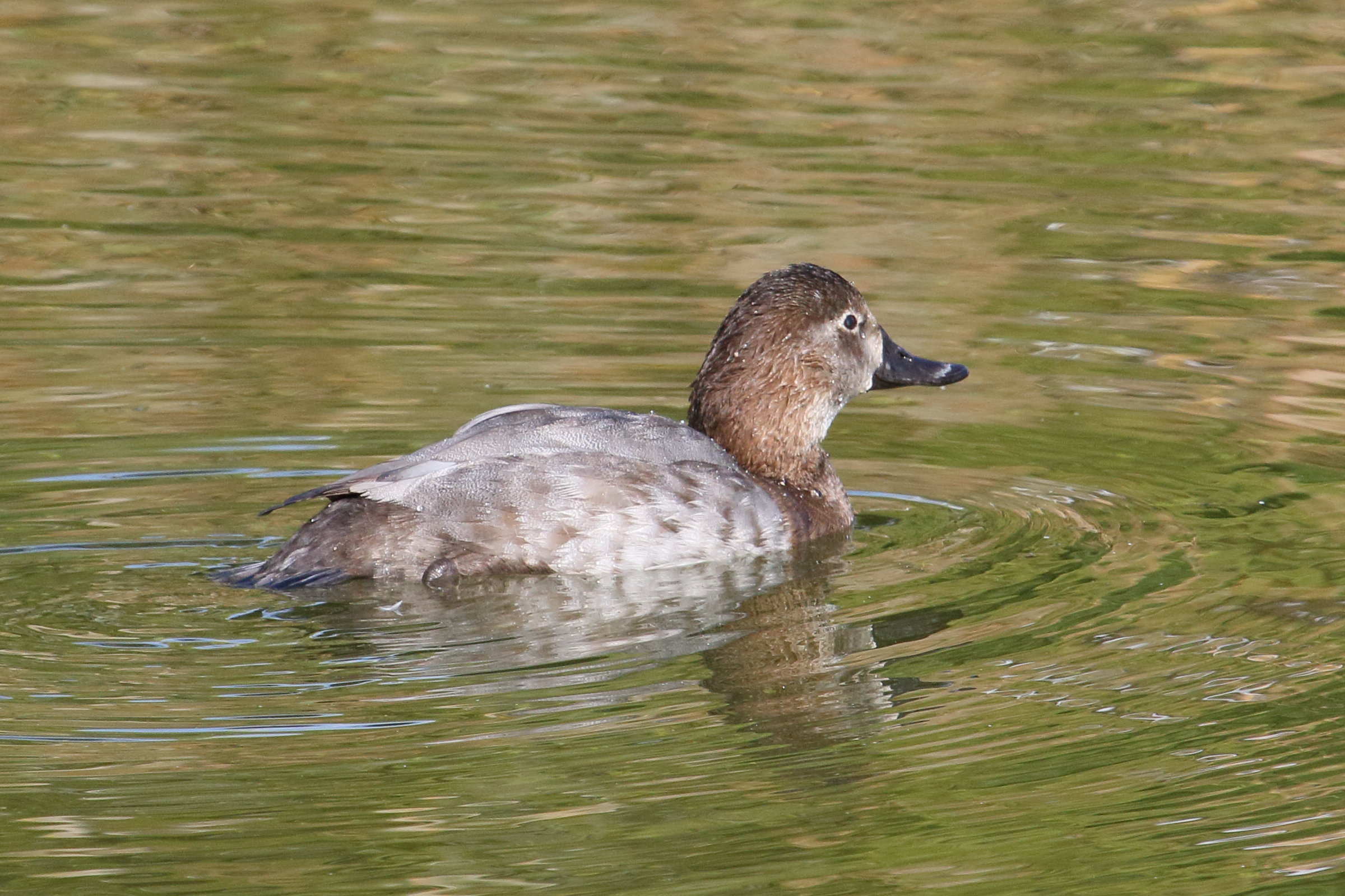 fuligule_milouin_-_ayuthya_ferina7md