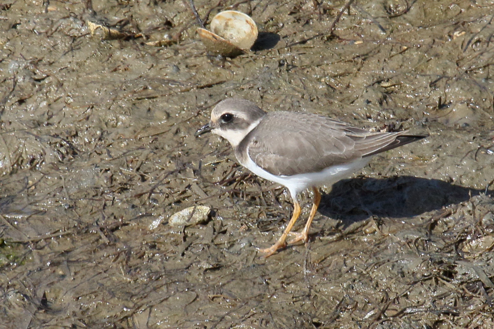 grand_gravelot_-_charadrius_hiaticula10md