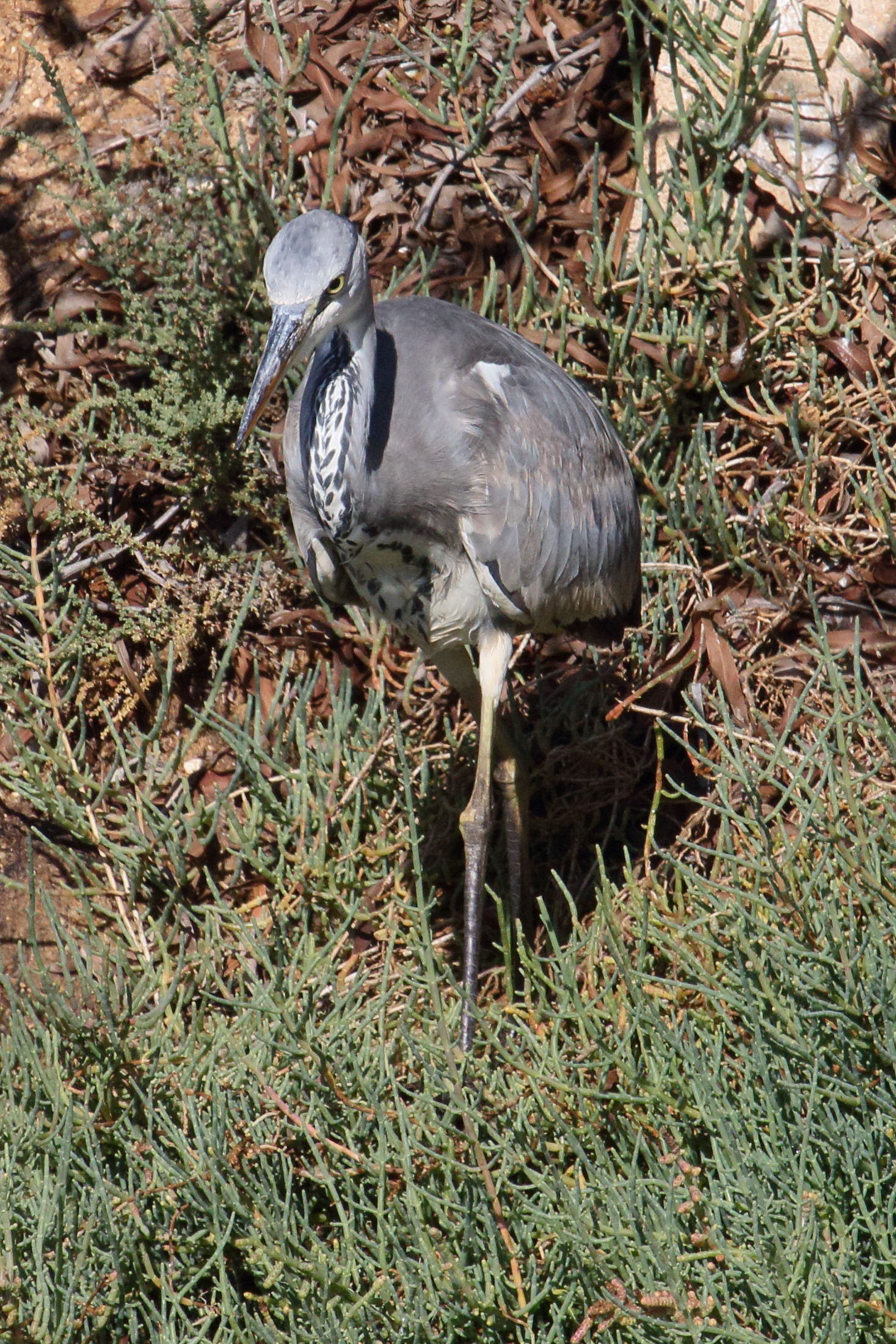 heron_cendre_-_ardea_cinerea13md
