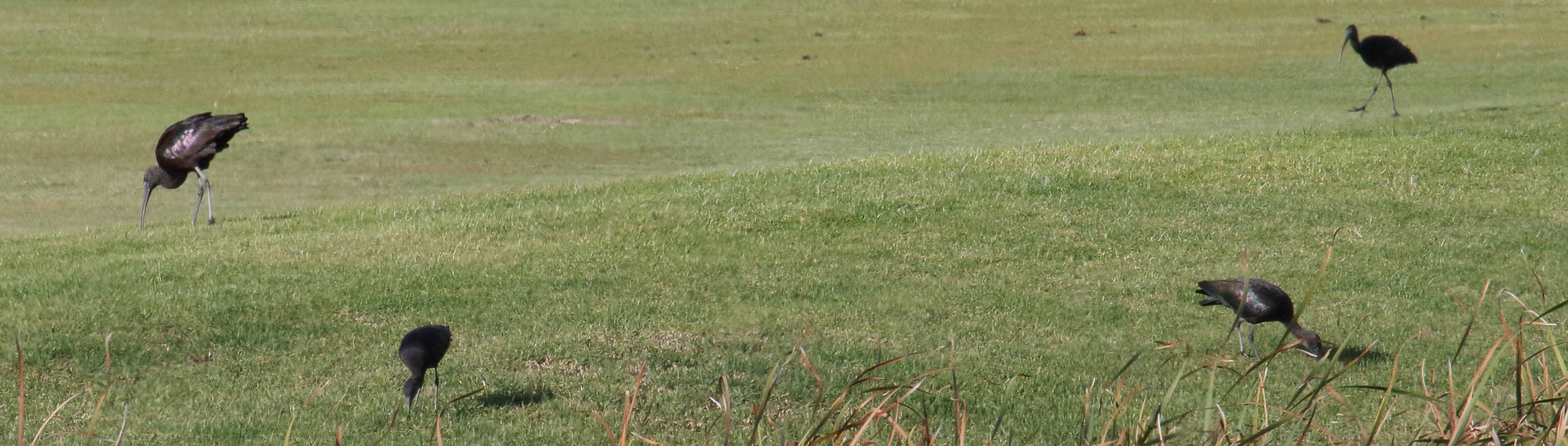 ibis_falcinelle_-_plegadis_falcinellus6md