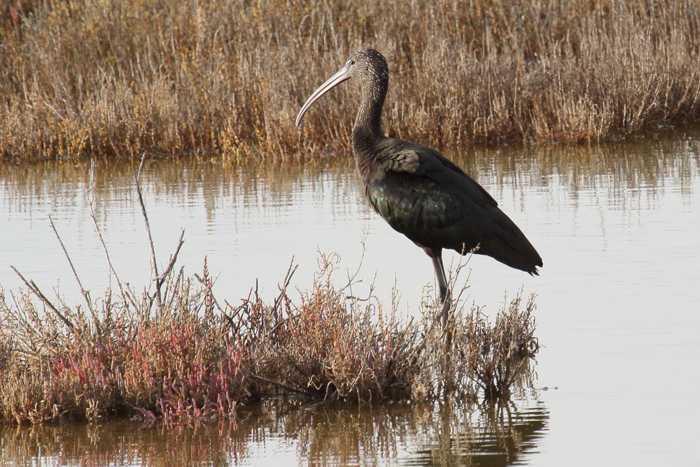 ibis_falcinelle_-_plegadis_falcinellus7md