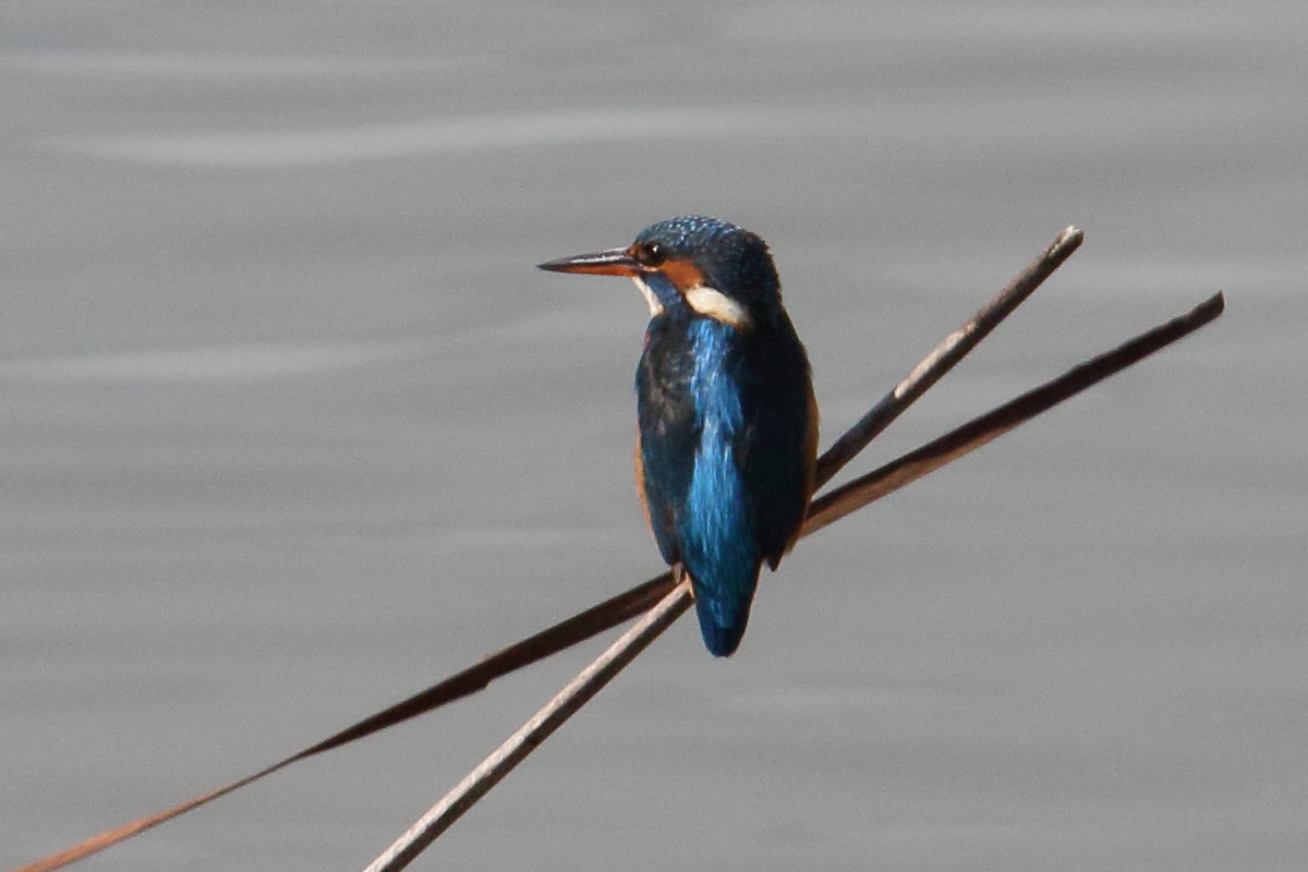 martin-pecheur_-_alcedo_atthis5md