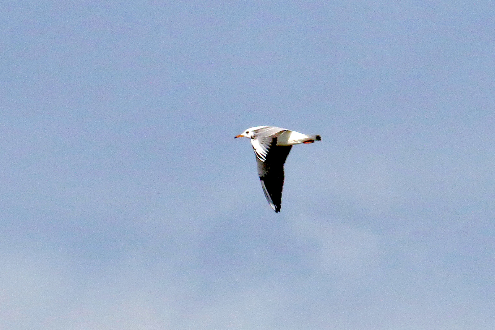 Afficher le média mouette_rieuse_-_chroicocephalus_ridibundus16md mouette_rieuse_-_chroicocephalus_ridibundus16md