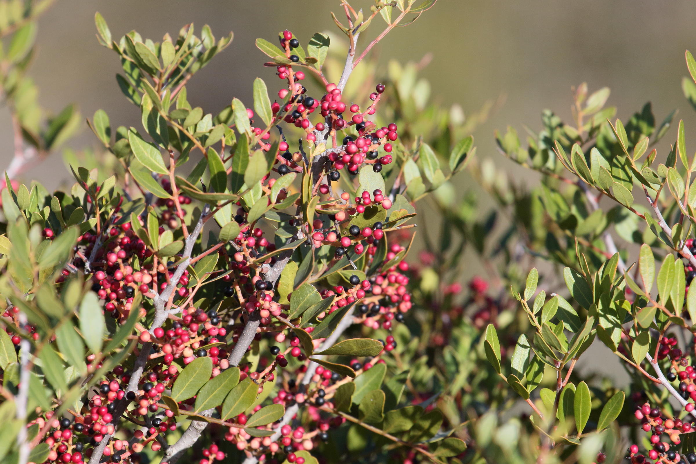 Afficher le média pistacia_lentiscus8md pistacia_lentiscus8md