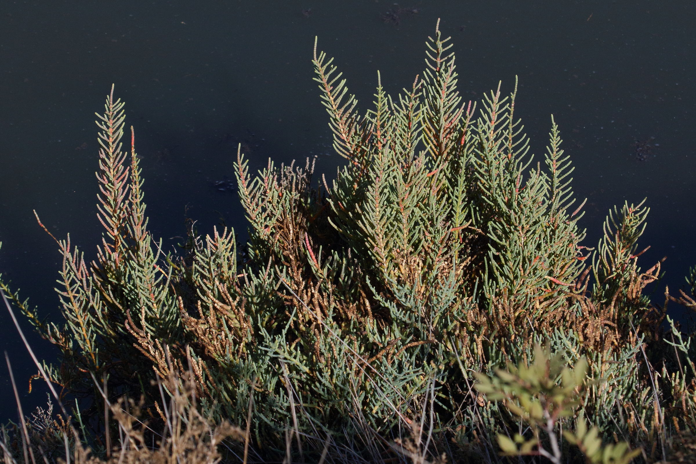 Afficher le média sarcocornia_fruticosa4md sarcocornia_fruticosa4md