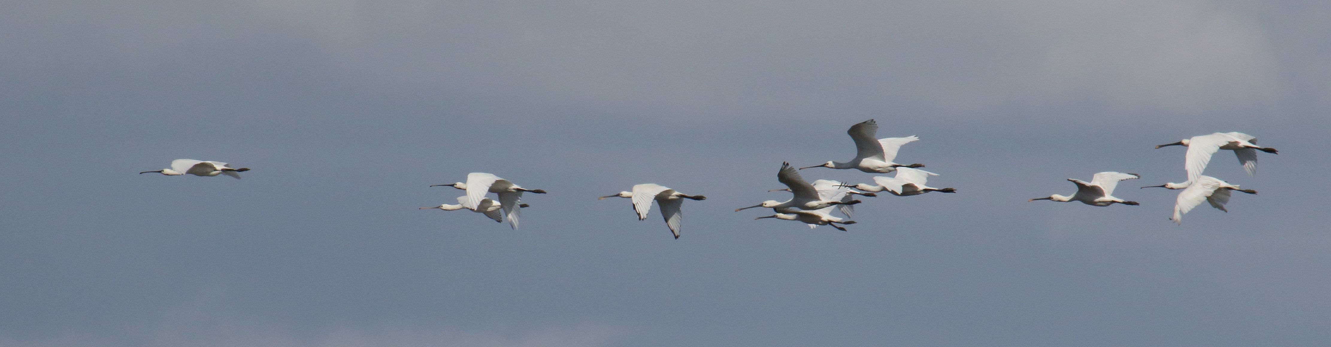 Afficher le média spatule_blanche_-_platalea_leucorodiamd spatule_blanche_-_platalea_leucorodiamd