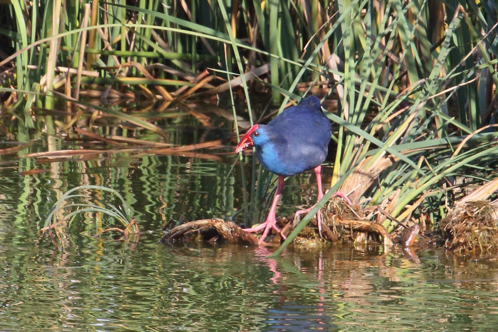 taleve_sultane_-_porphyrio_porphyrio7md