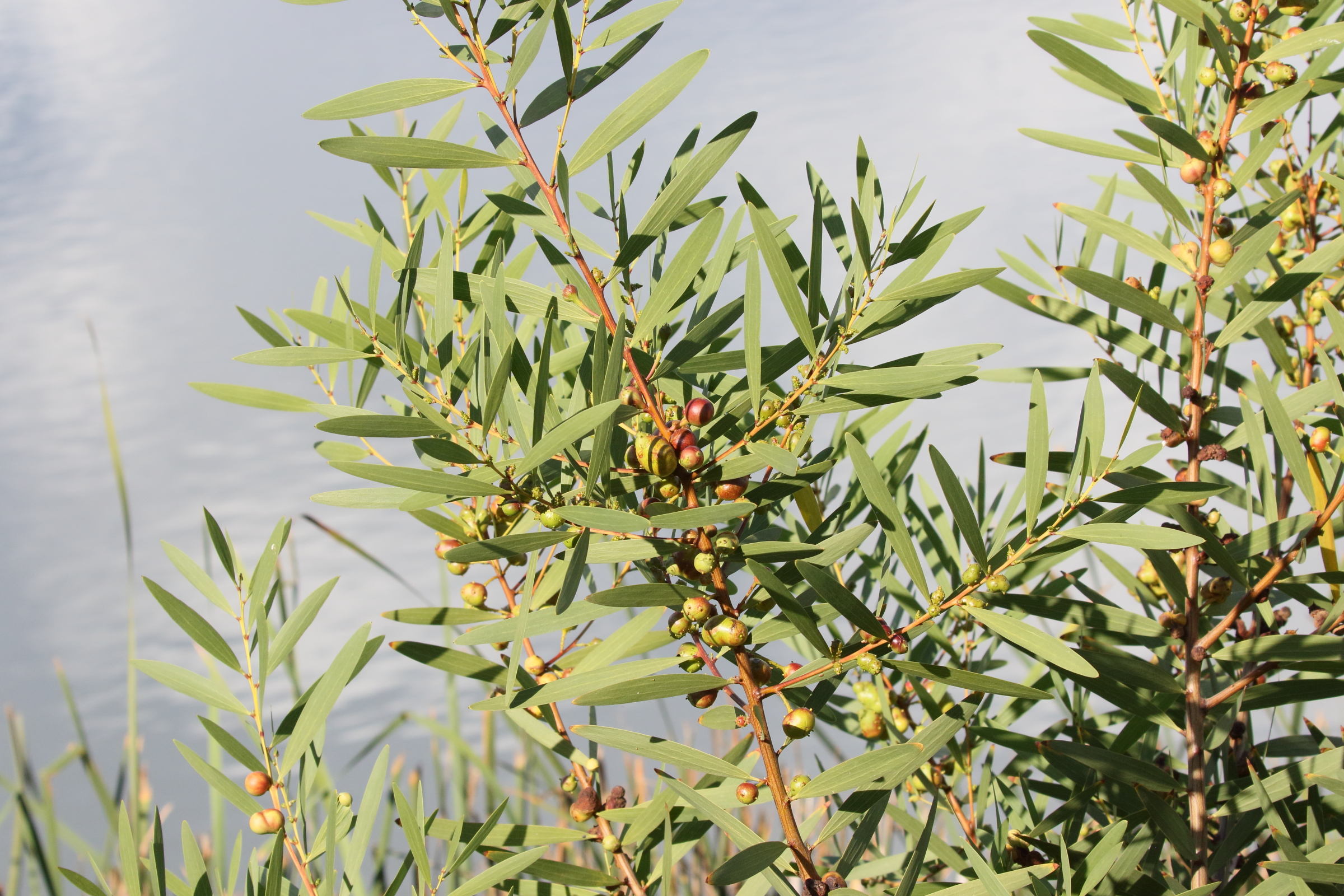 acacia_longifolia3bd