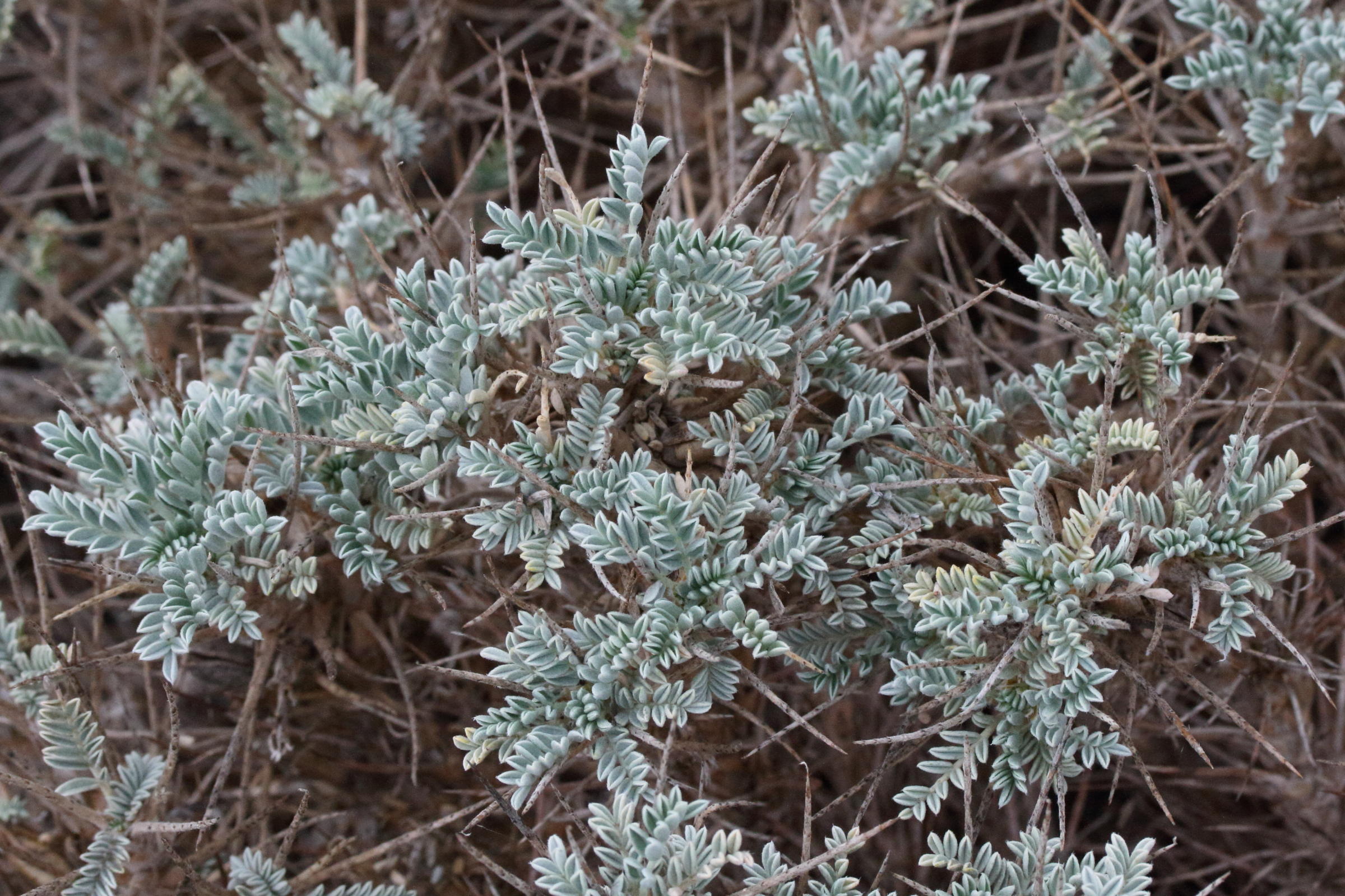 Afficher le média astragalus_tragacantha1md astragalus_tragacantha1md