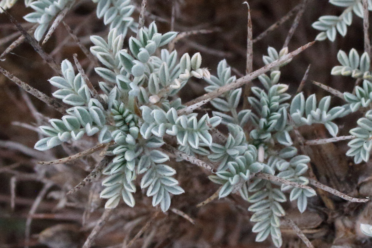 Afficher le média astragalus_tragacantha2md astragalus_tragacantha2md