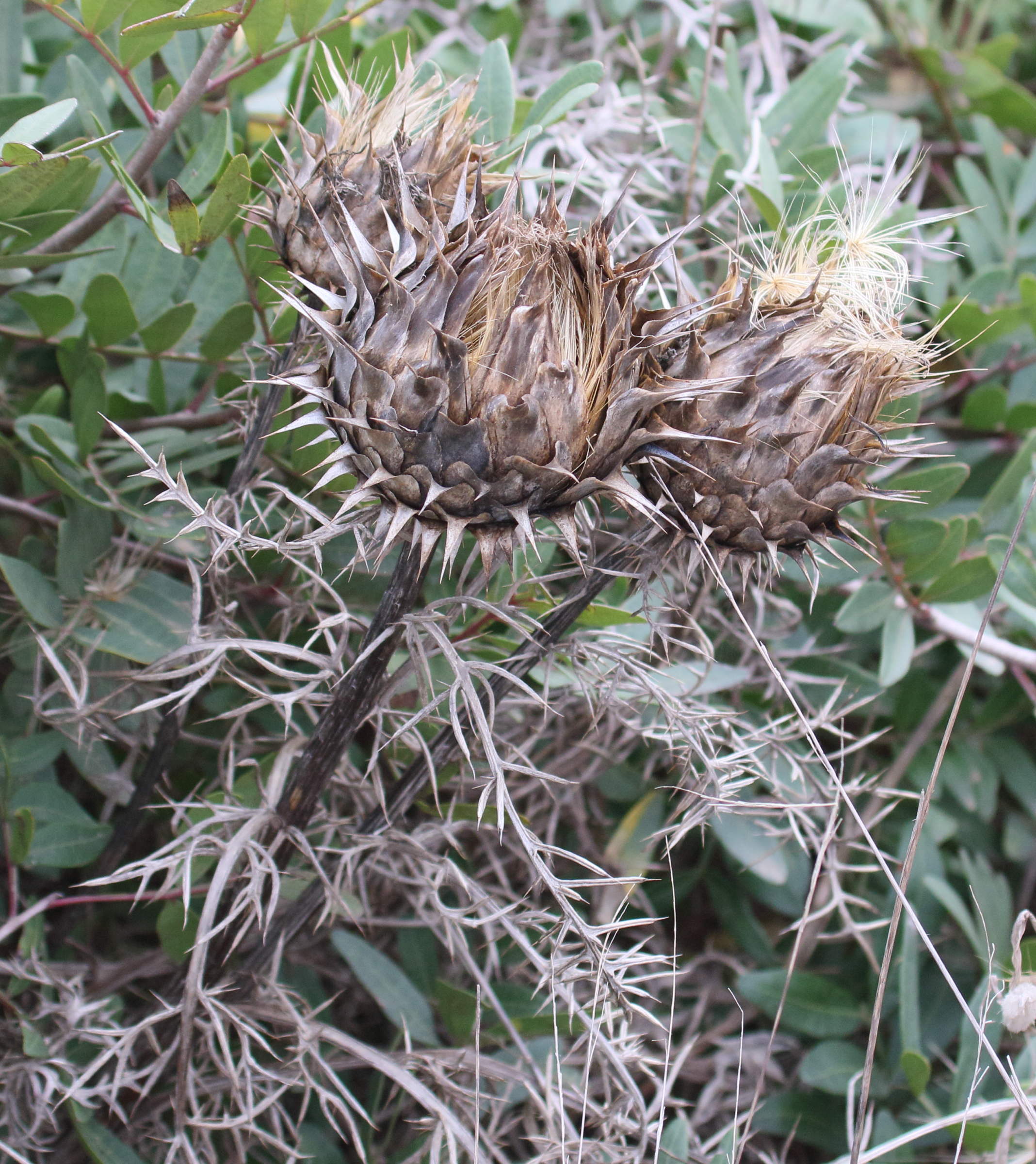 cynara_cardunculus7md