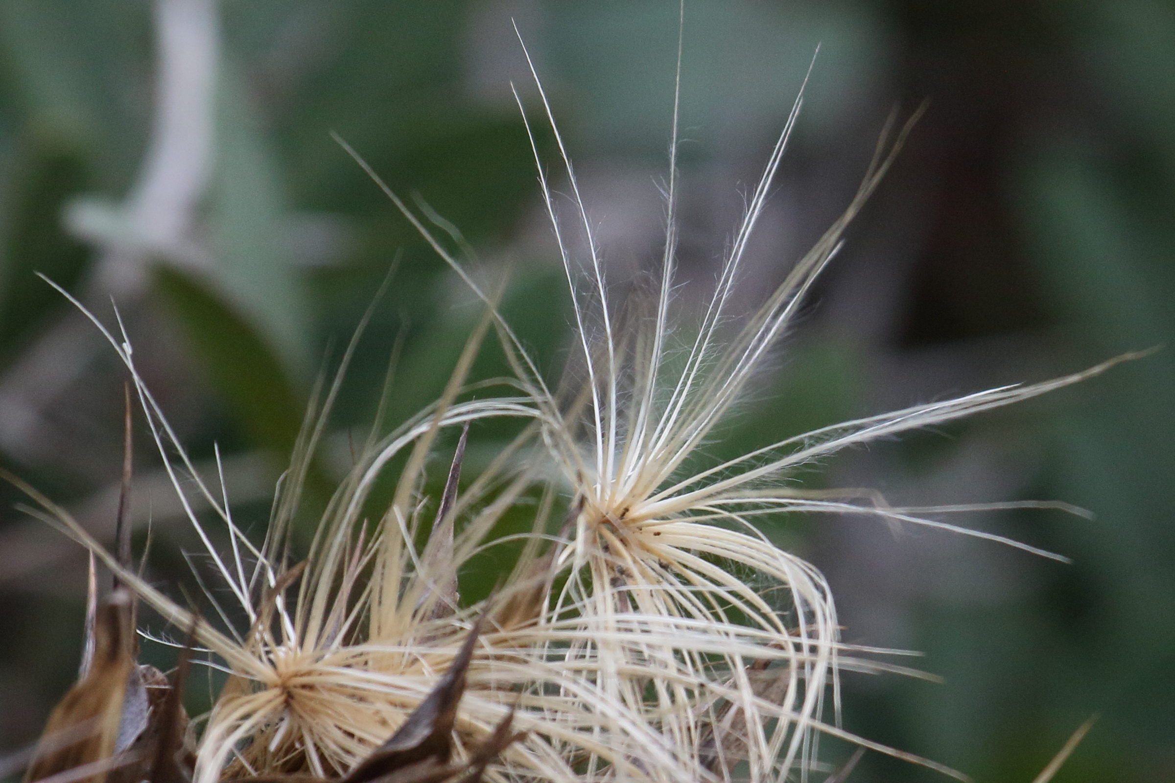 cynara_cardunculus8md