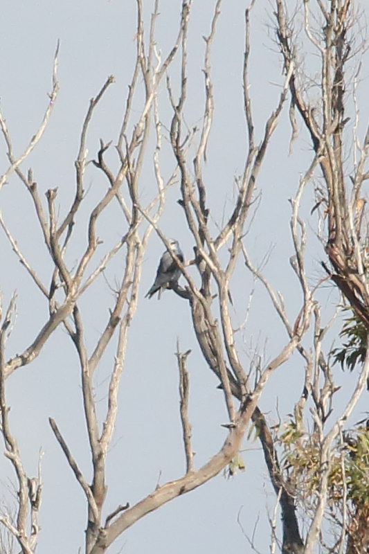 elanion_blanc_-_elanus_caeruleus1bd