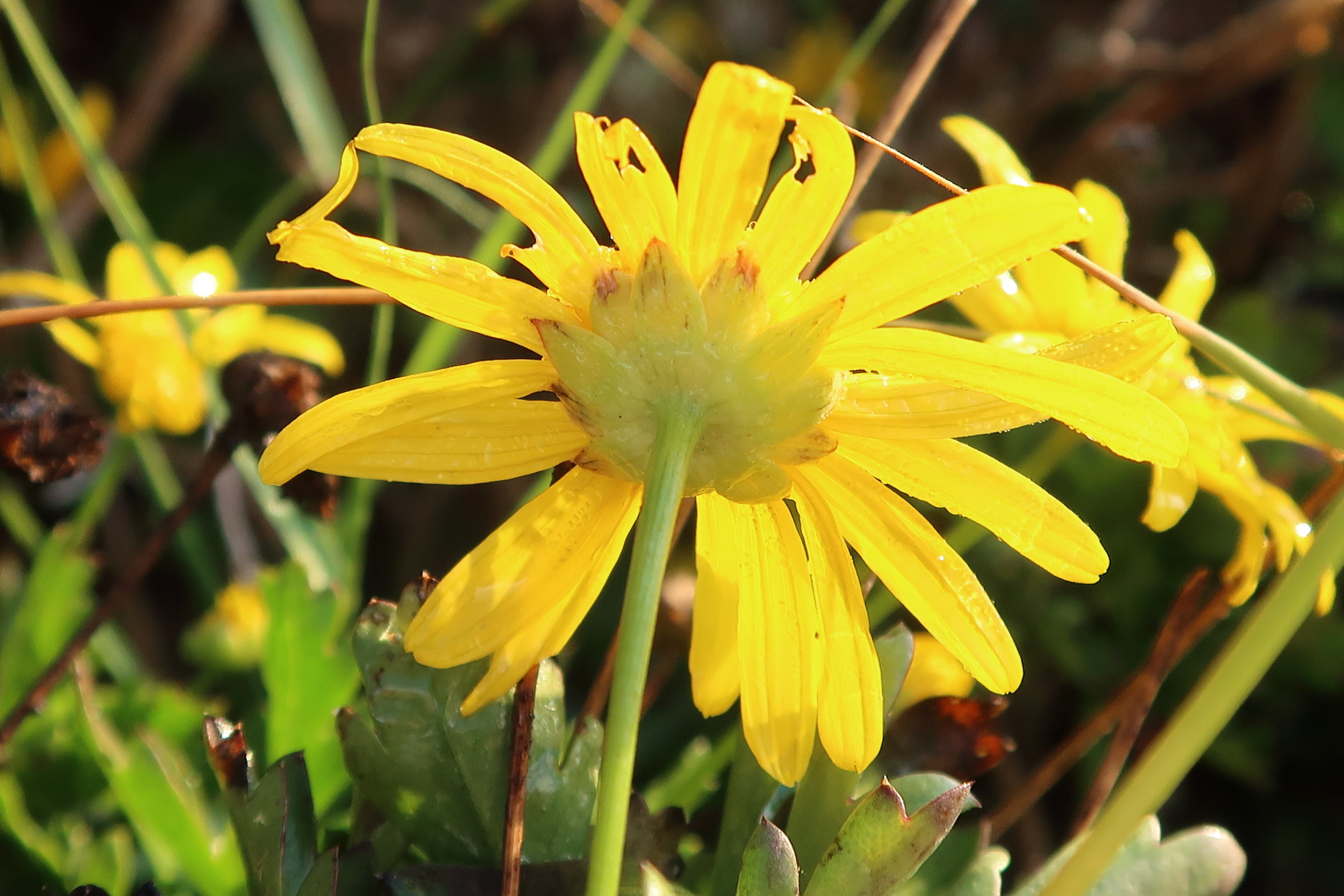 Afficher le média euryops_chrysanthemoides4md euryops_chrysanthemoides4md