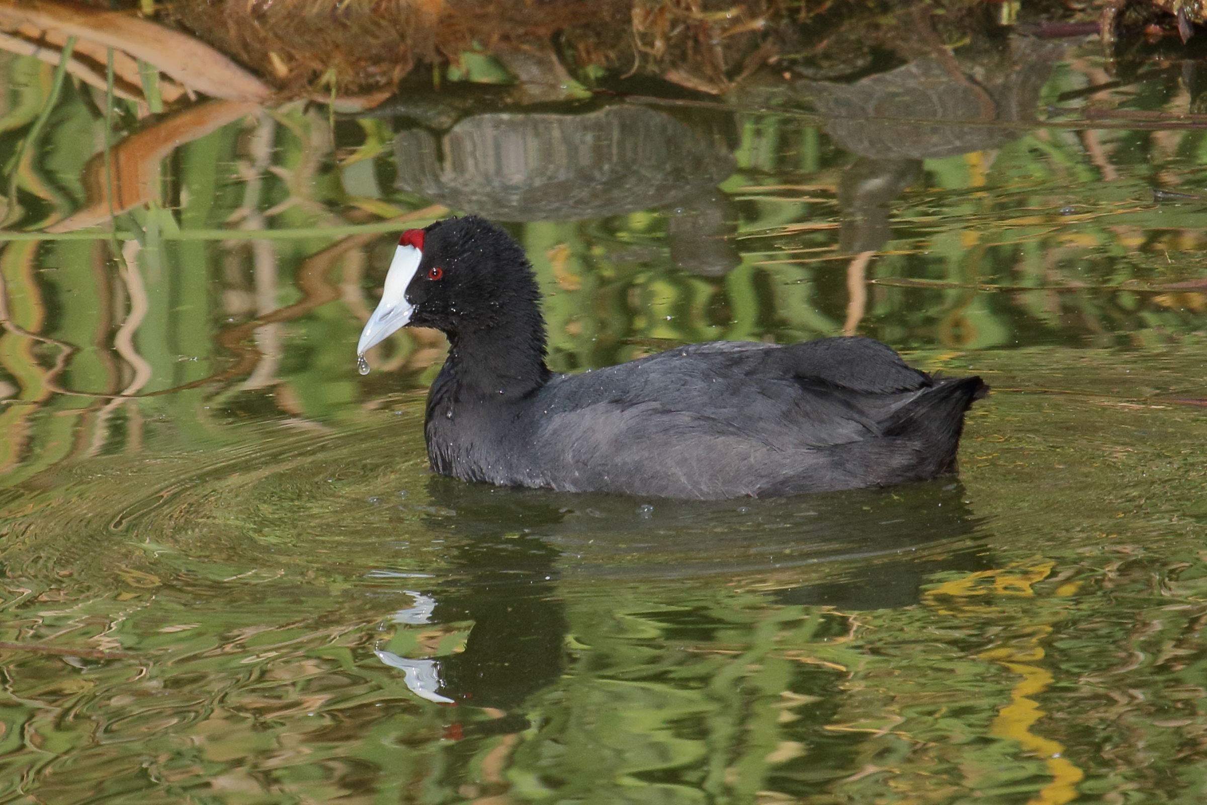 foulque_caronculee_-_fulica_cristata1md
