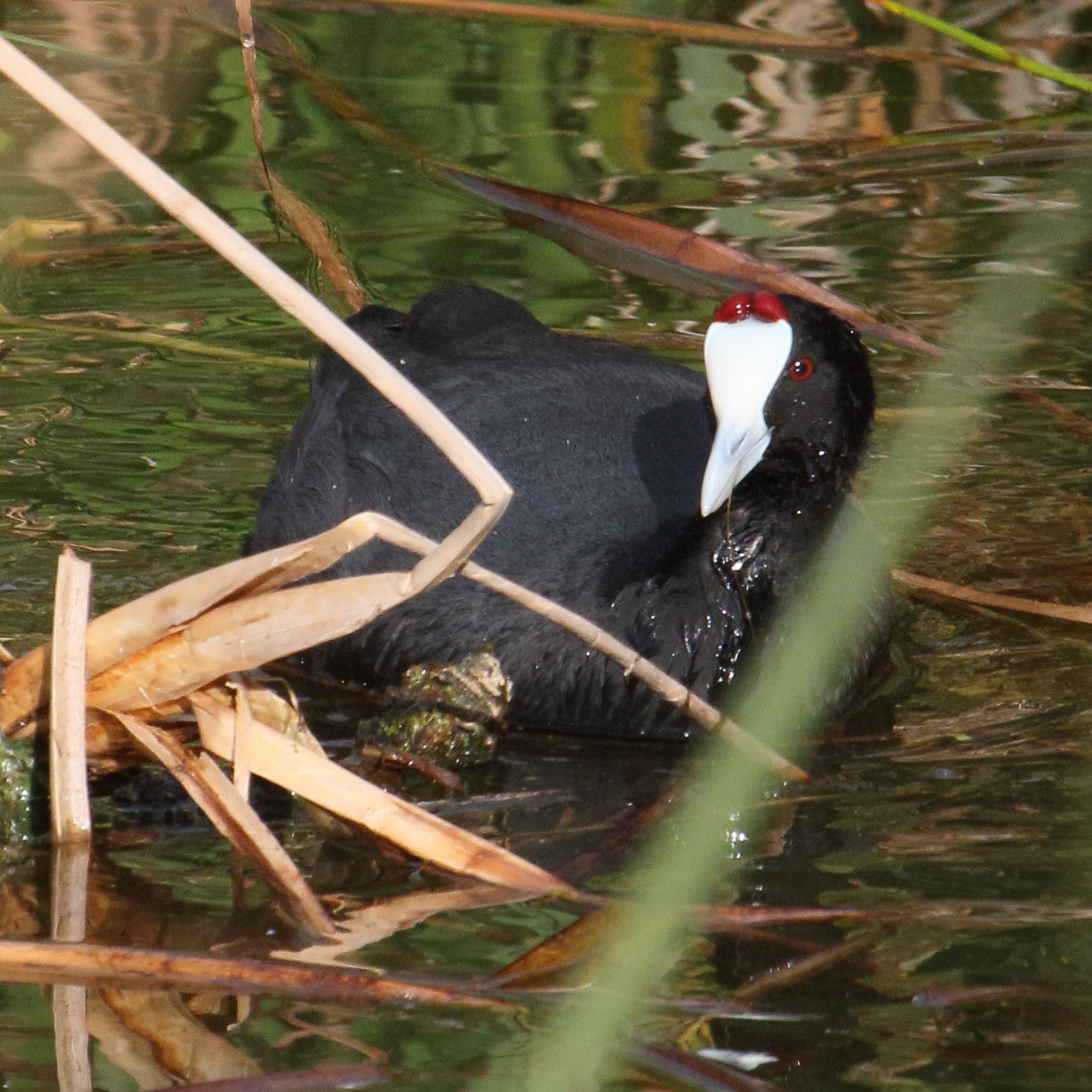 foulque_caronculee_-_fulica_cristata2md
