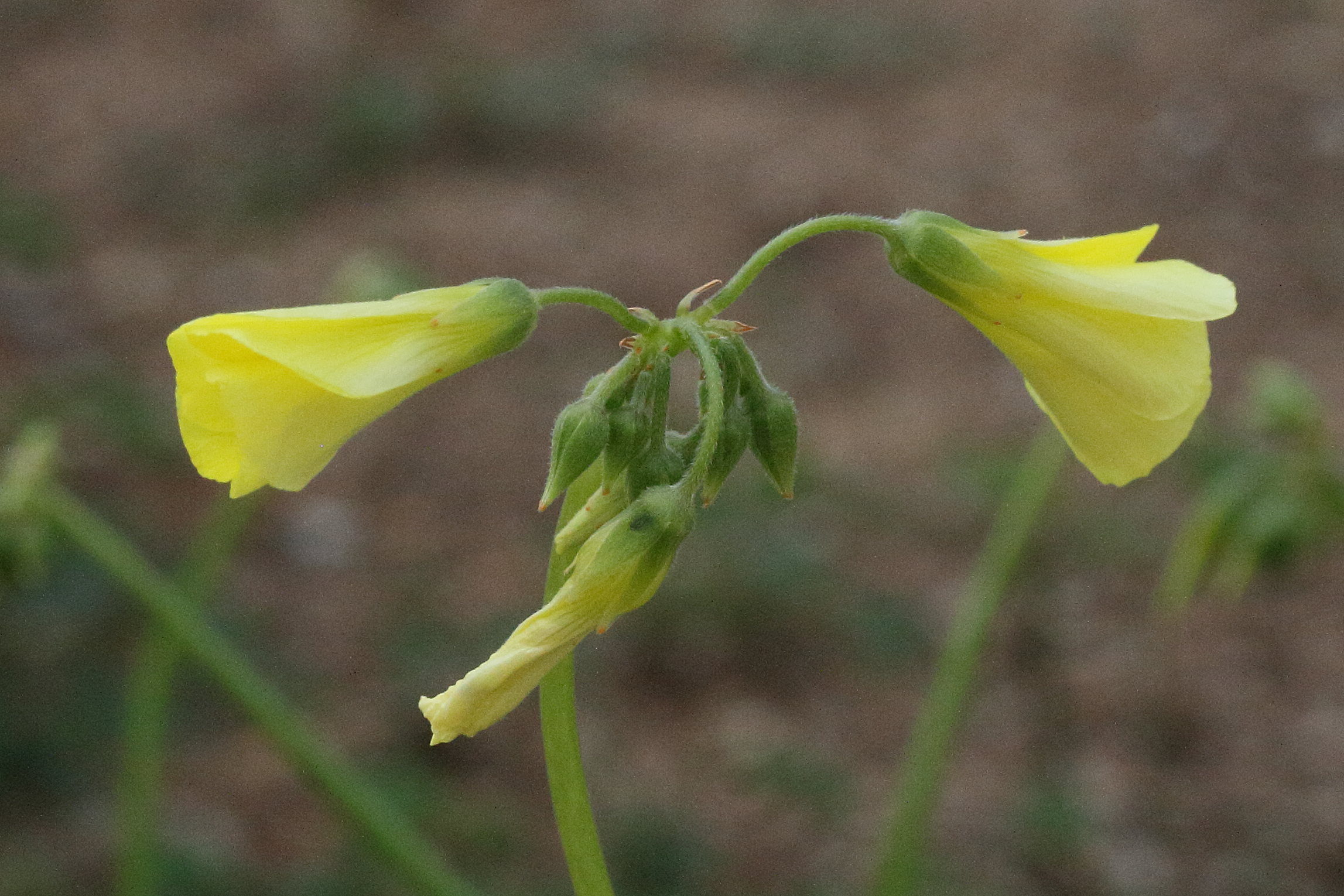 oxalis_pes-caprae7md