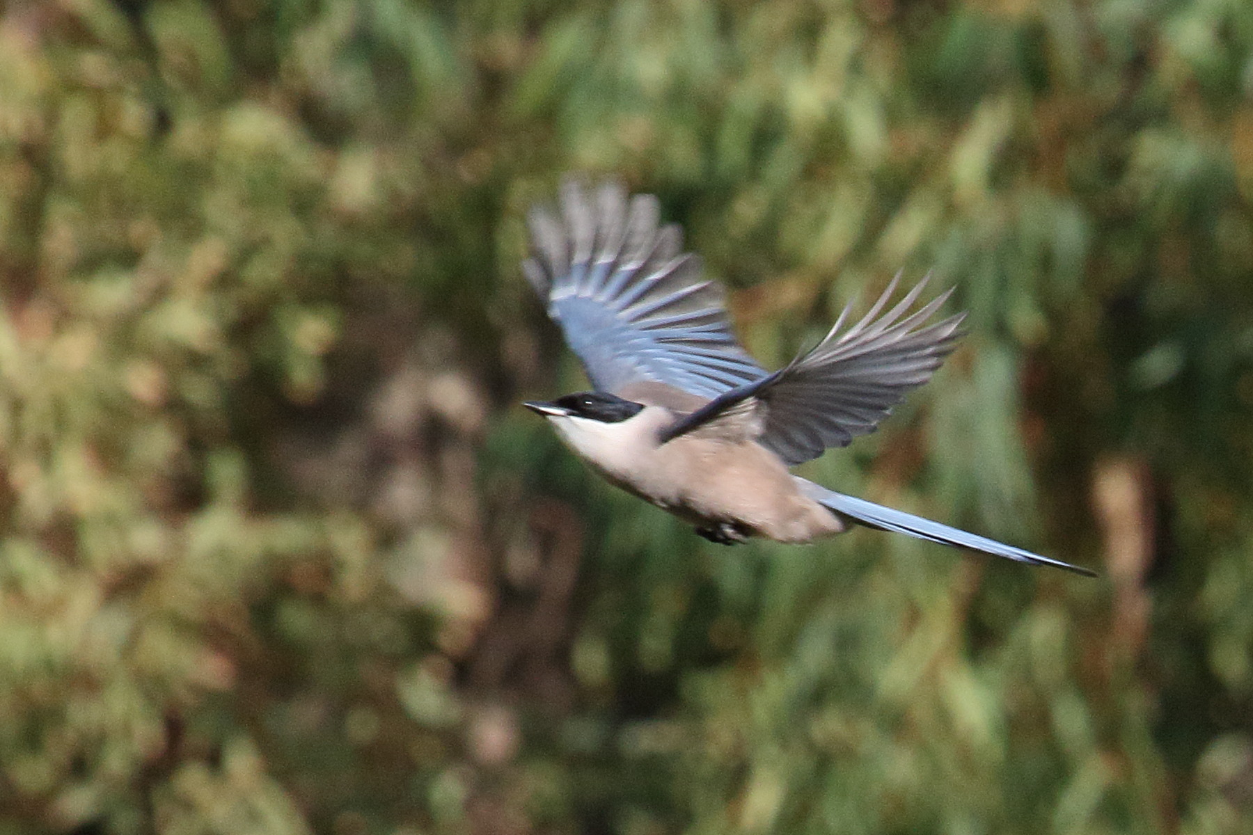 pie_bleue_iberique_-_cyanopica_cooki2md