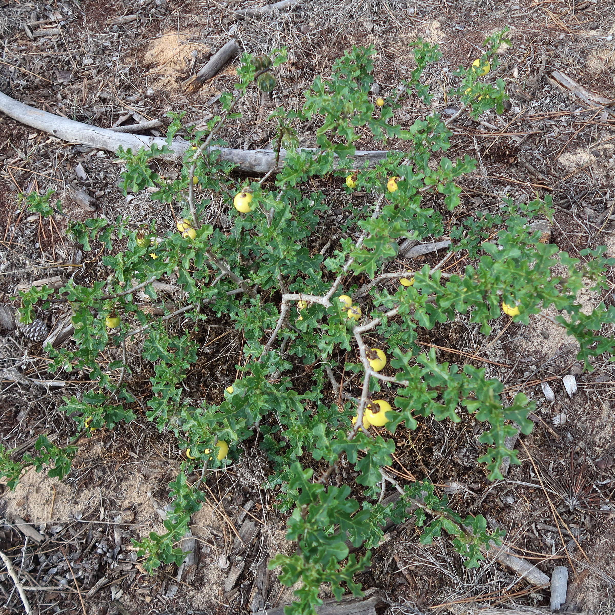 Afficher le média solanum_sodomeum2md solanum_sodomeum2md