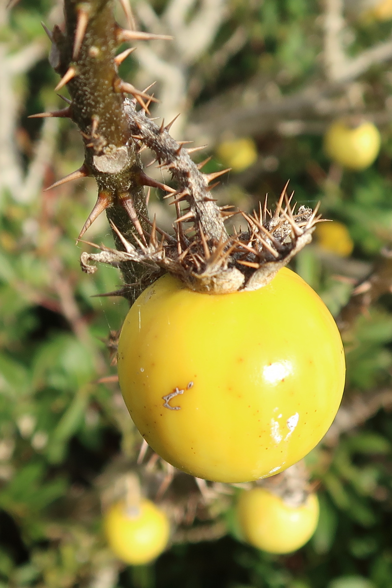 Afficher le média solanum_sodomeum3md solanum_sodomeum3md