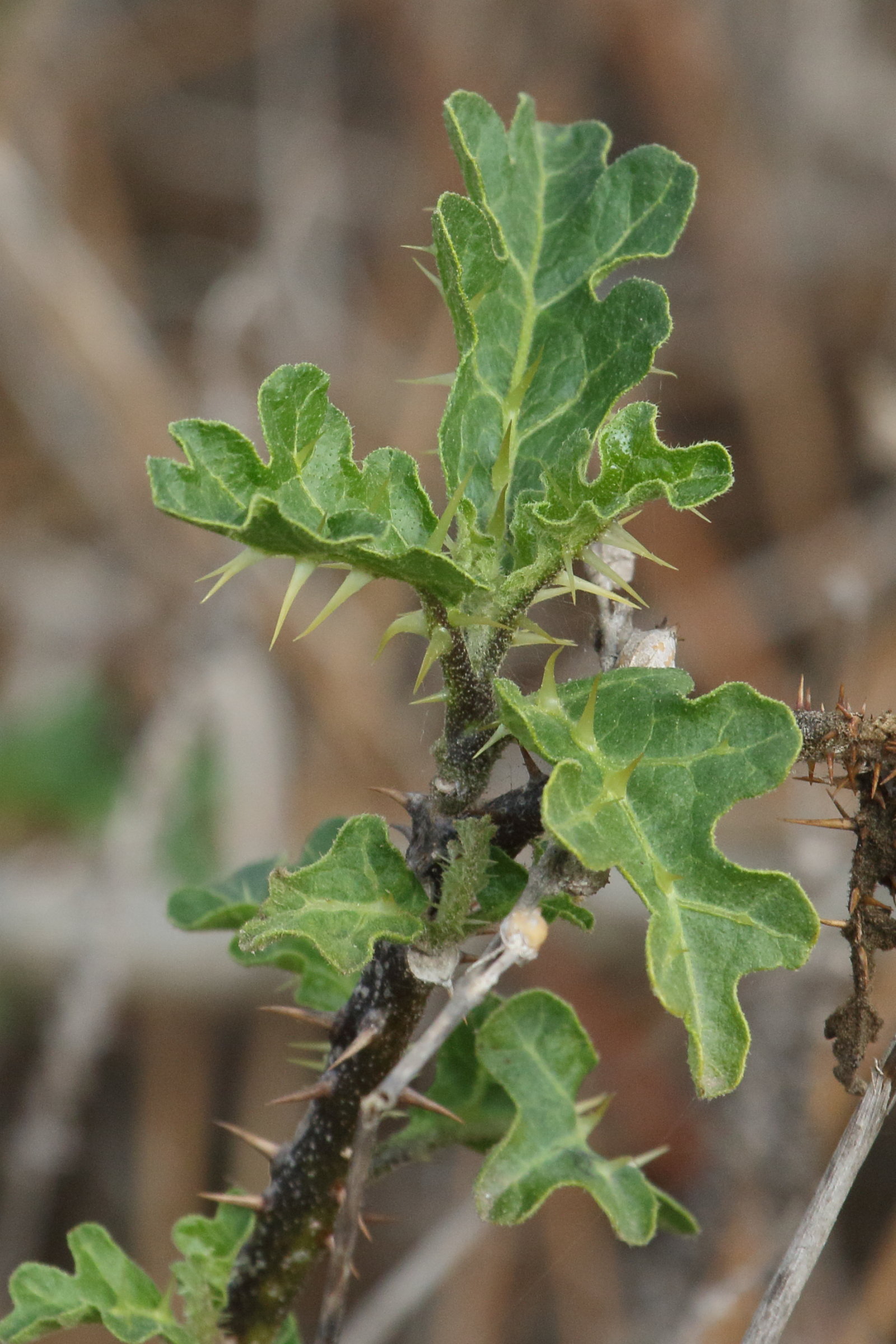 Afficher le média solanum_sodomeum4md solanum_sodomeum4md