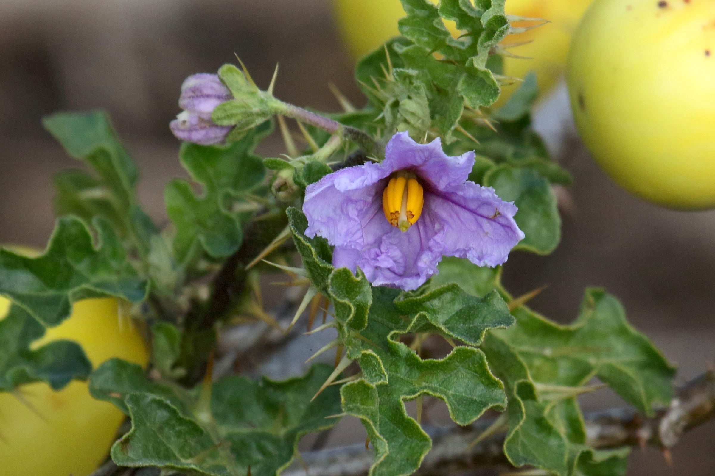 Afficher le média solanum_sodomeum5md solanum_sodomeum5md