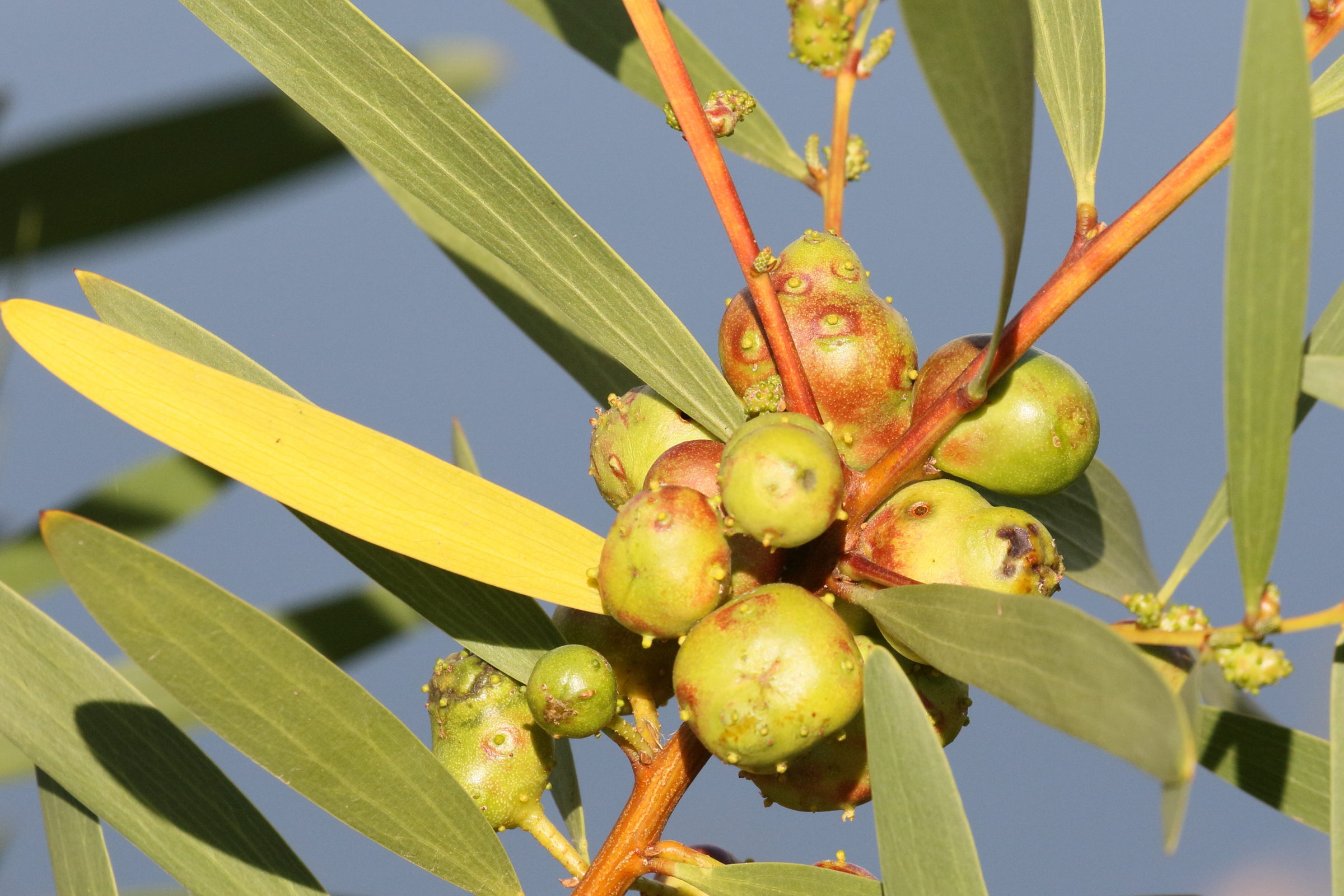 trichilogaster_acaciaelongifoliae_galle1bd