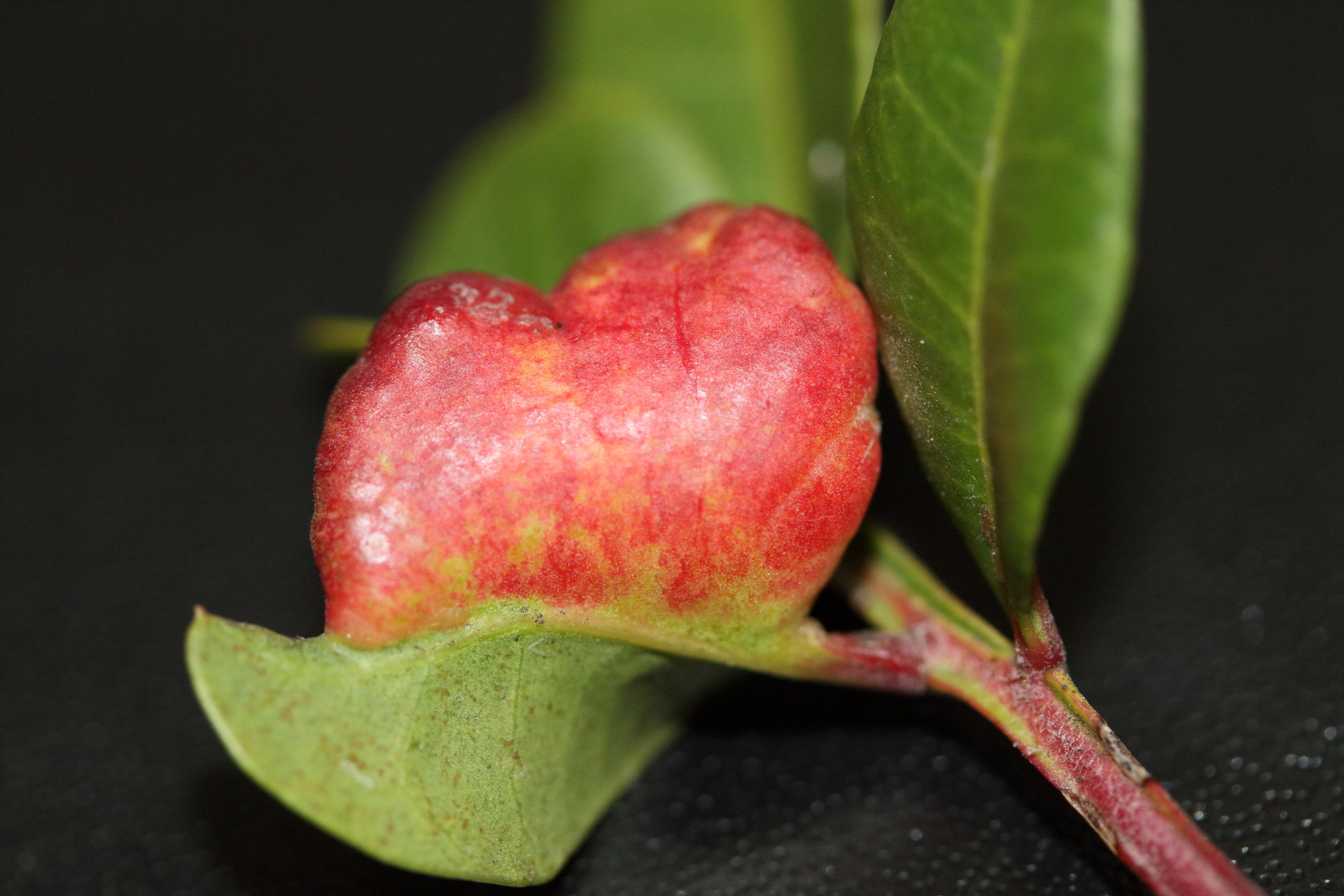 aploneura_lentisci_galle3md