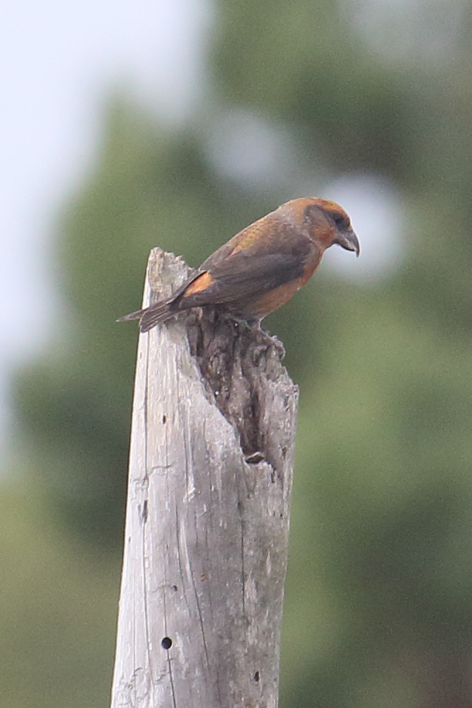 bec_croise_des_sapins_-_loxia_curvirostra2md