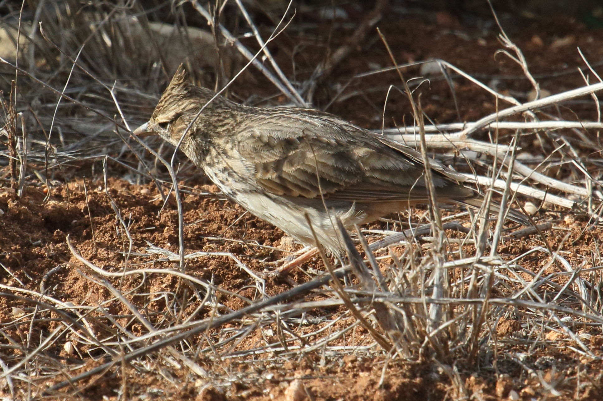 cochevis_huppe_-_galerida_cristata7md