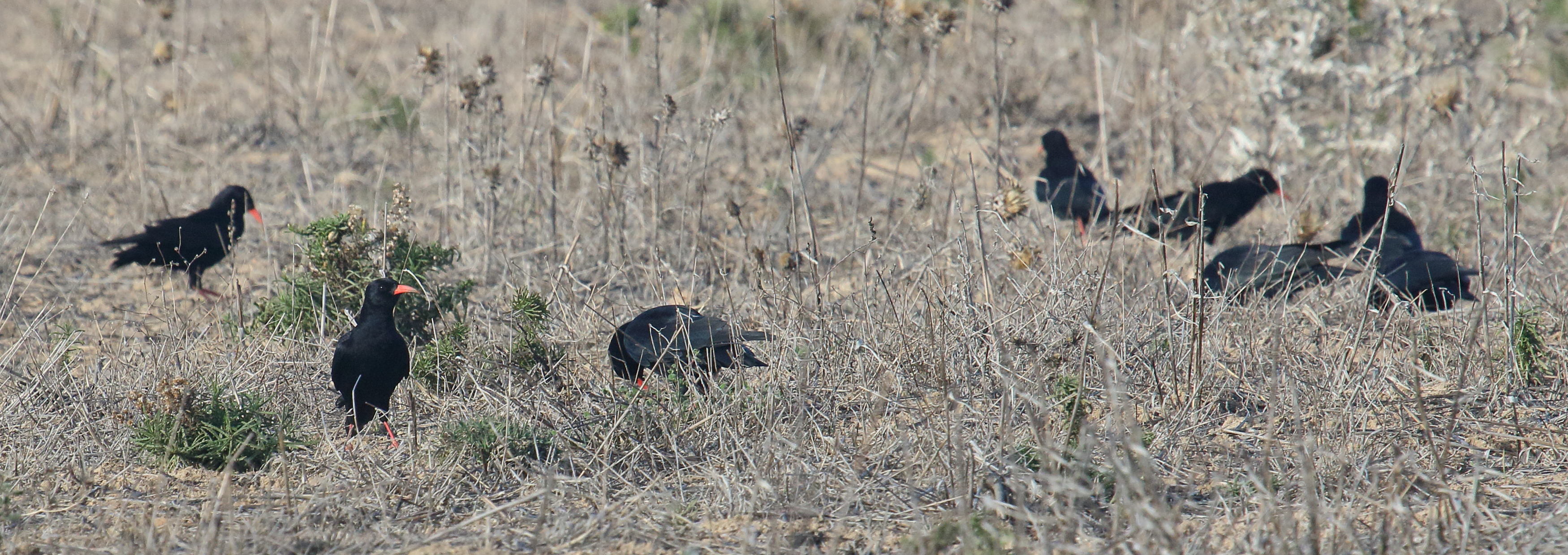 crave_a_bec_rouge_-_pyrrhocorax_pyrrhocorax4md