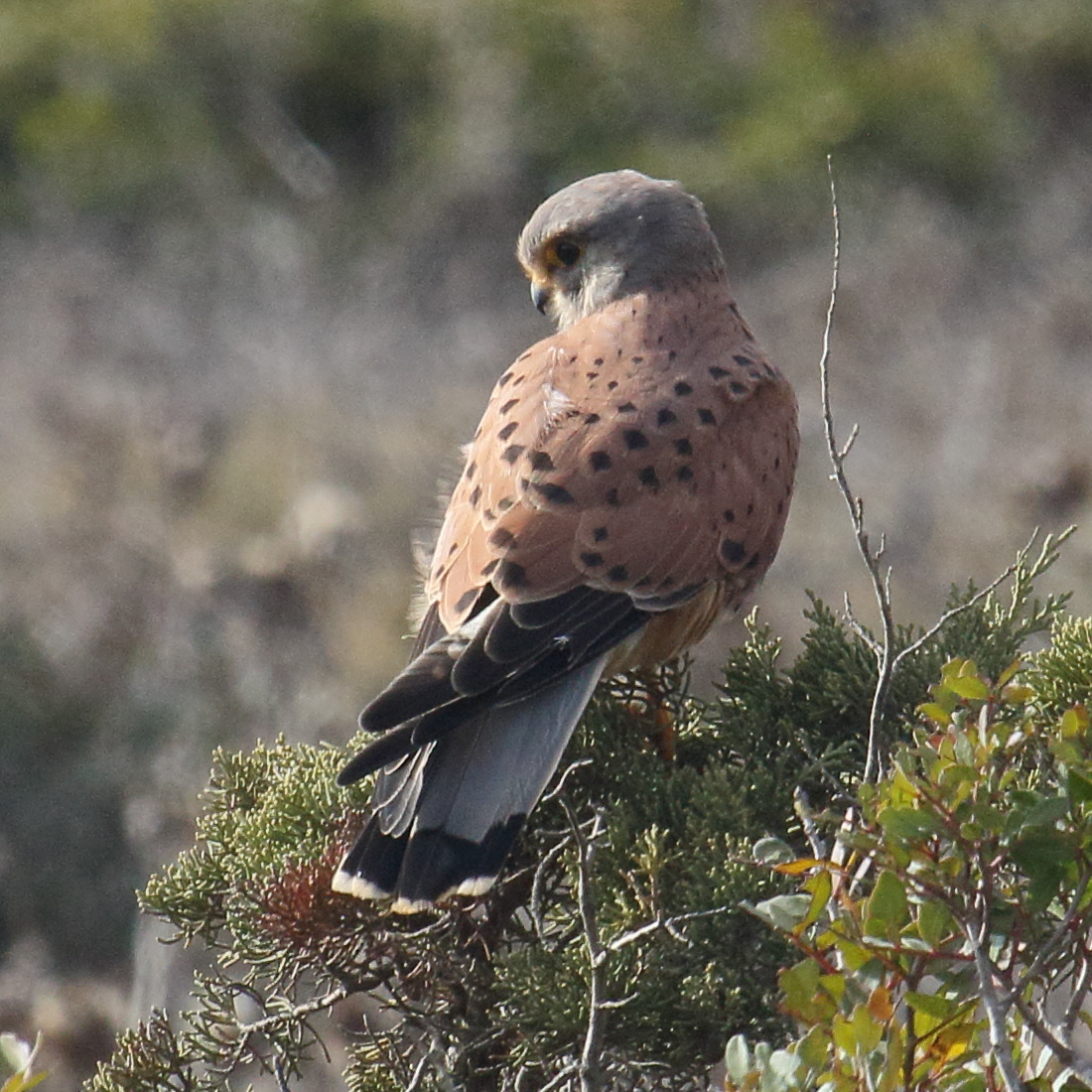 faucon_crecerelle_-_falco_tinnunculus9md