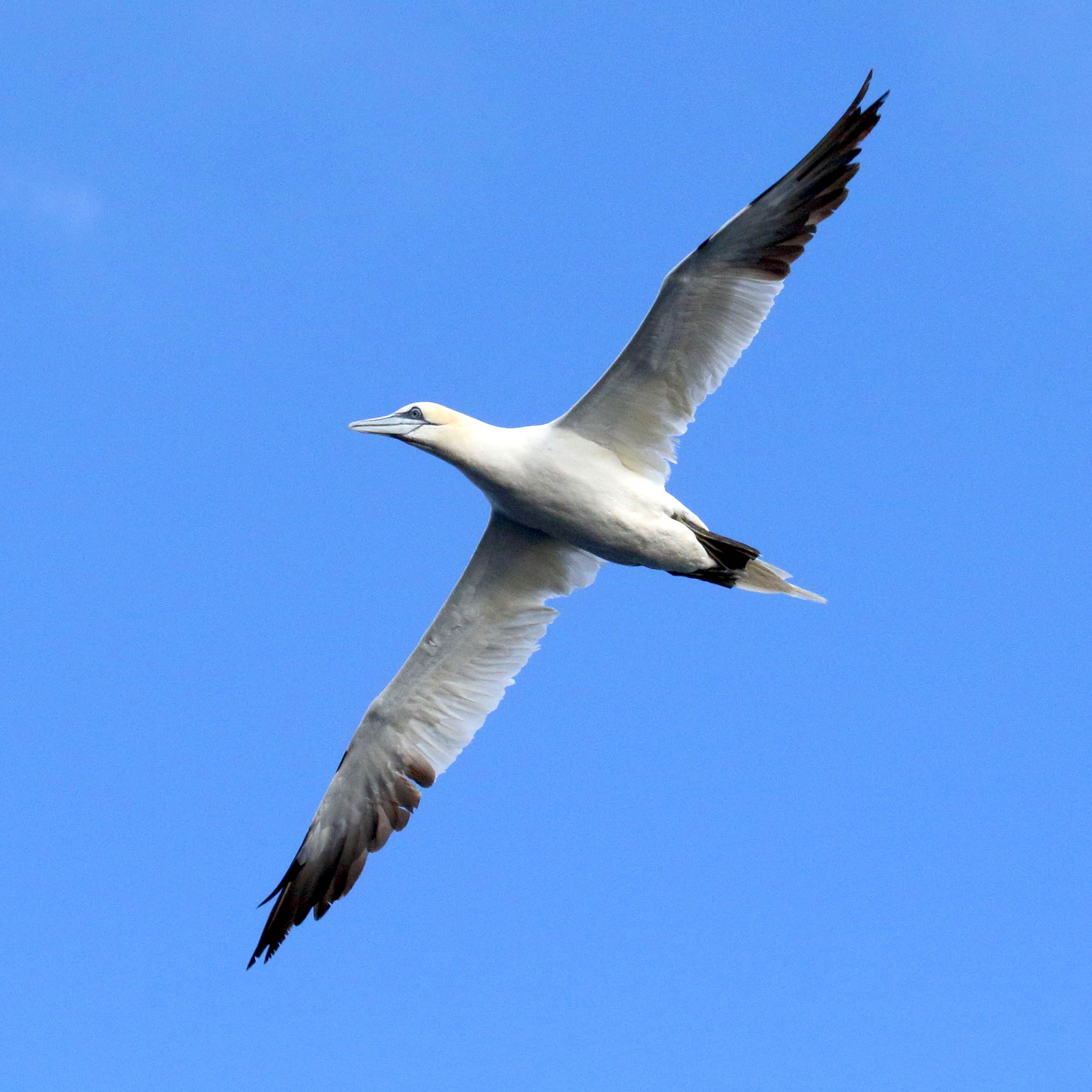 fou_de_bassan_-_morus_bassanus11md