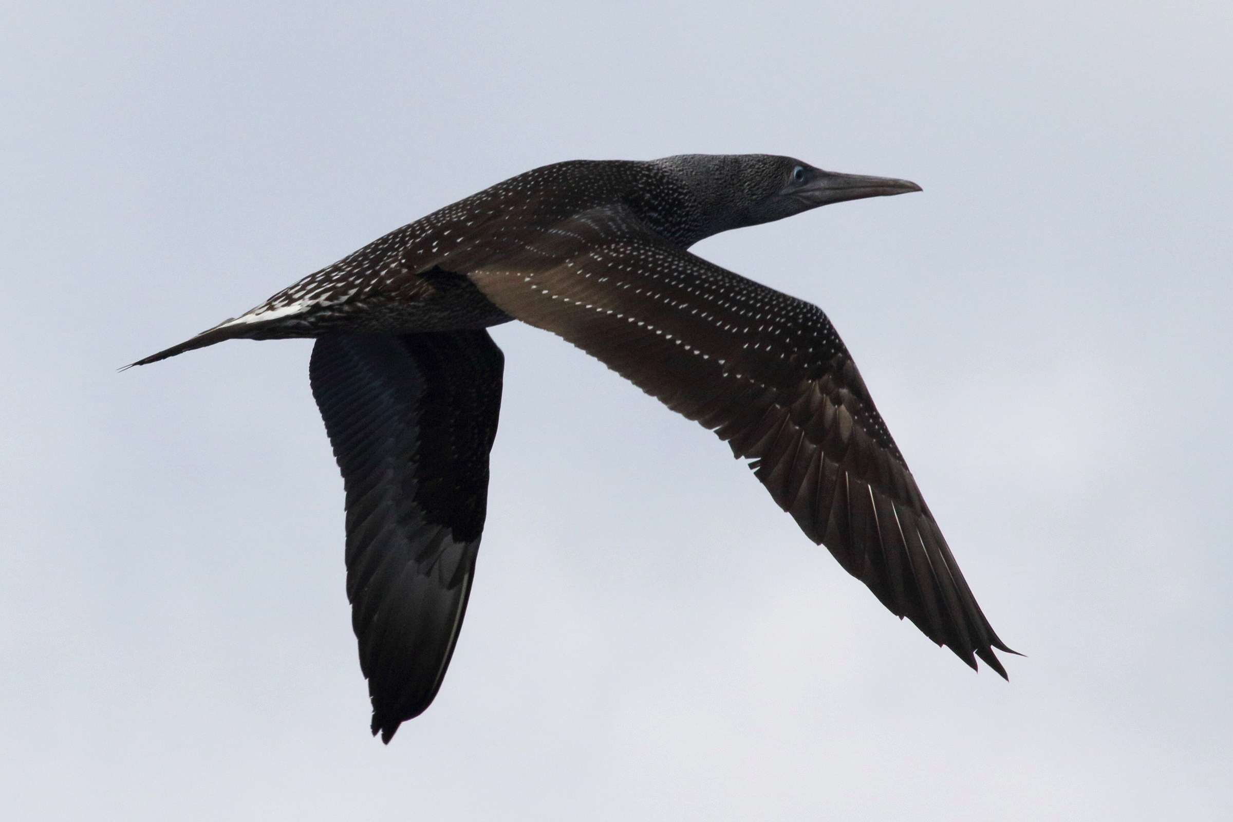 fou_de_bassan_-_morus_bassanus12md