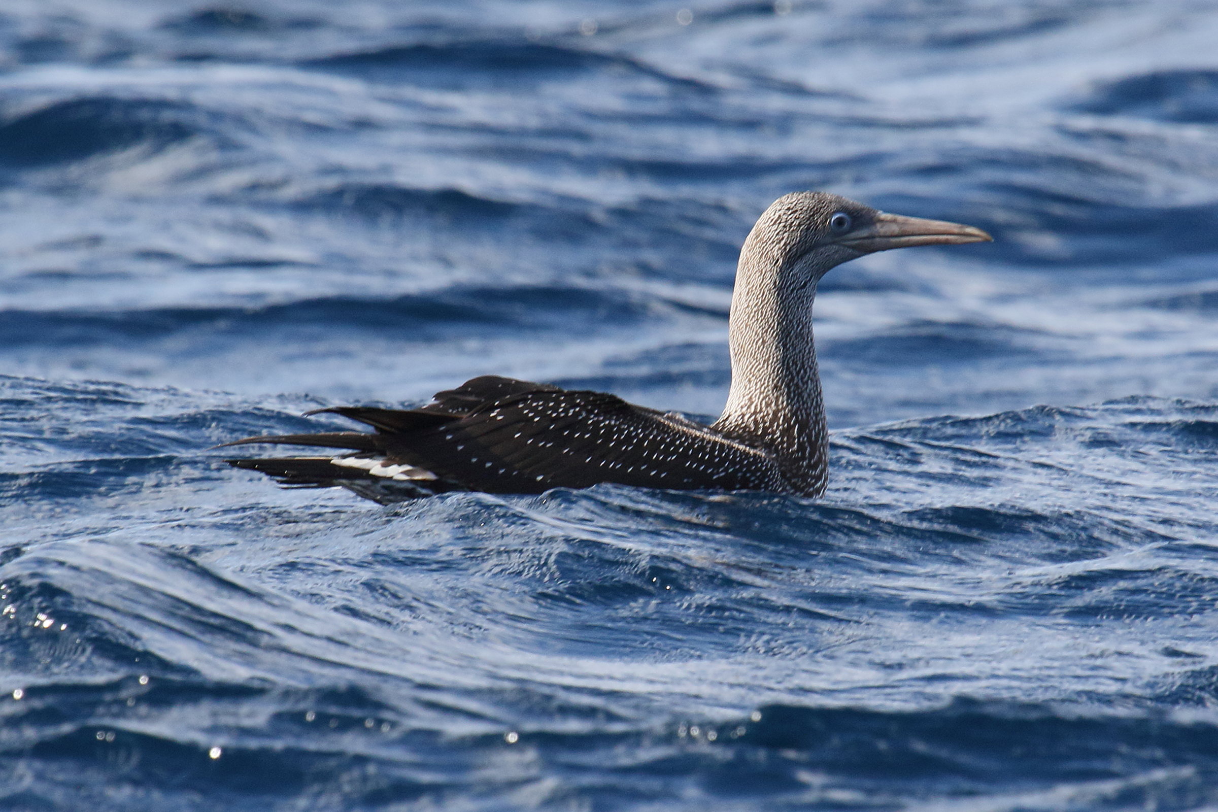 fou_de_bassan_-_morus_bassanus13md