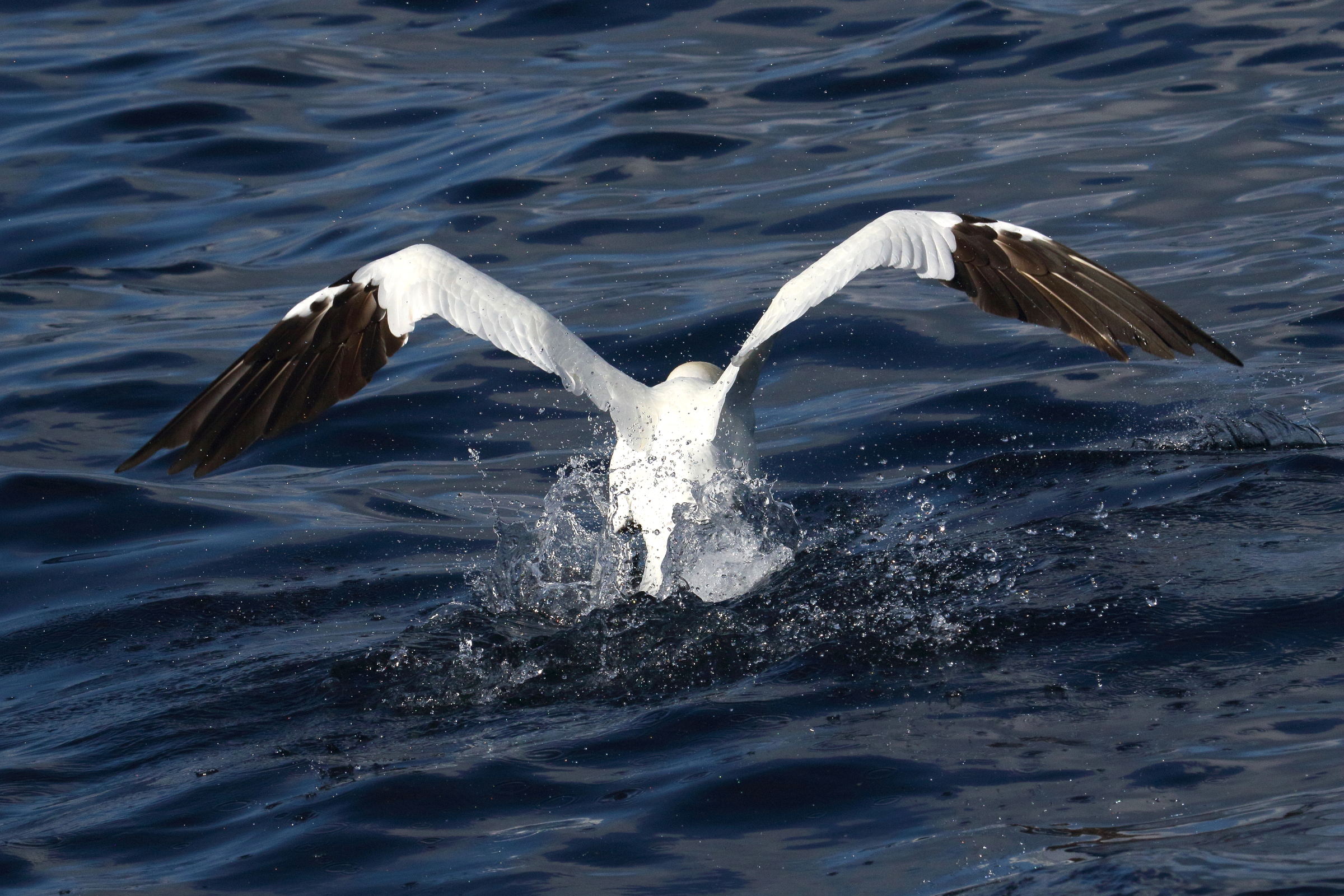 fou_de_bassan_-_morus_bassanus14md