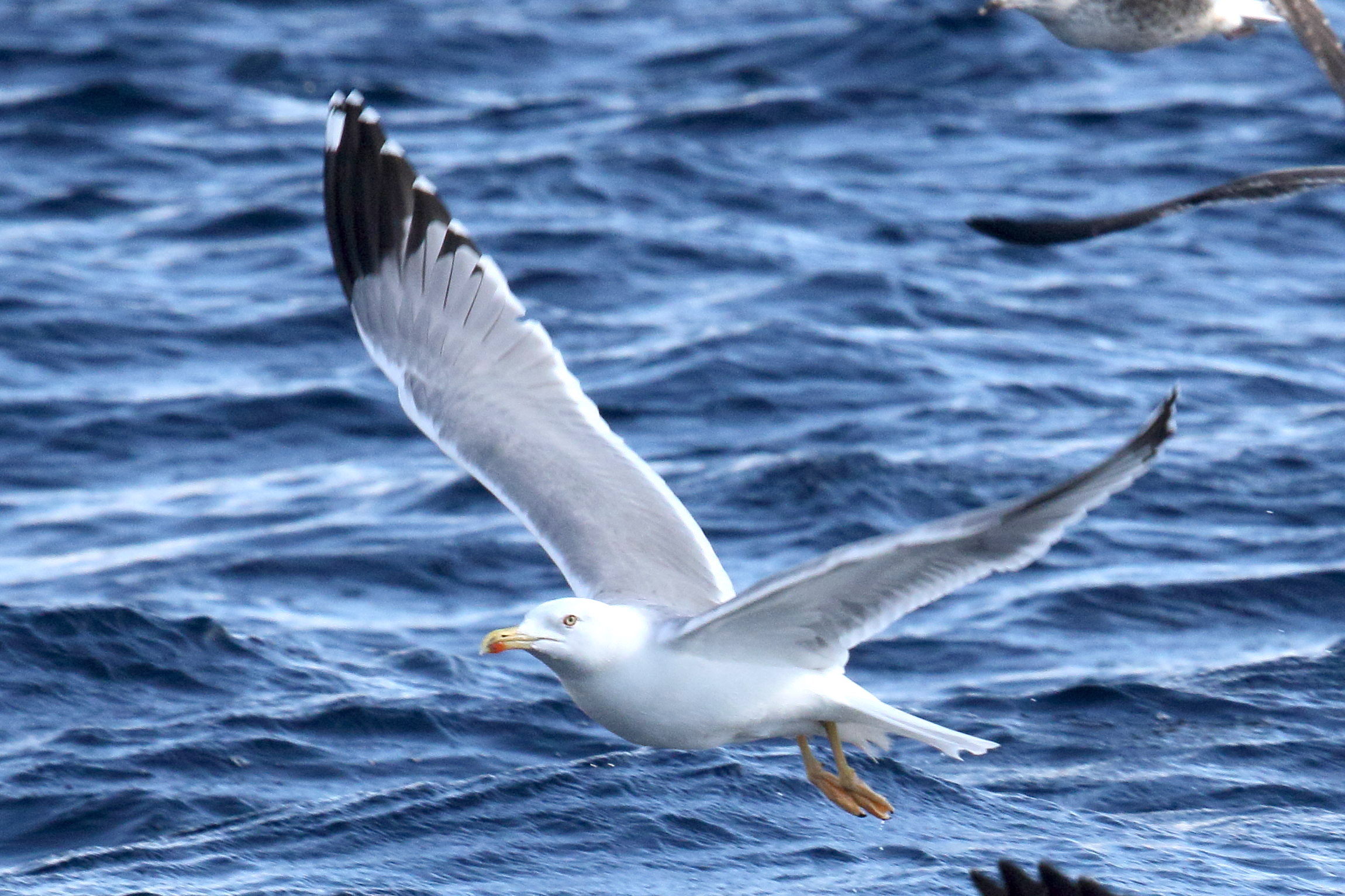 goeland_leucophee_-_larus_michahellis11md
