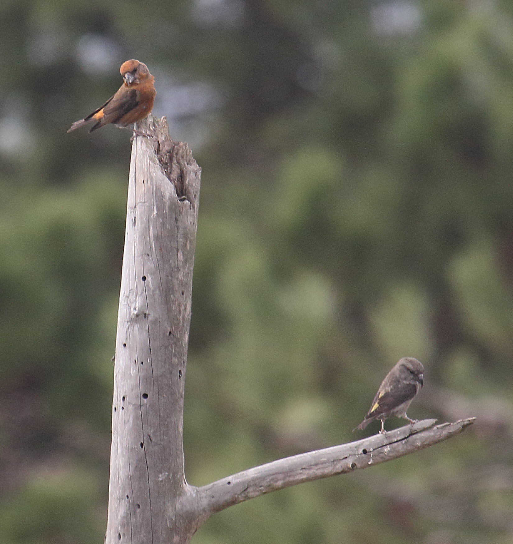 bec_croise_des_sapins_-_loxia_curvirostra3md