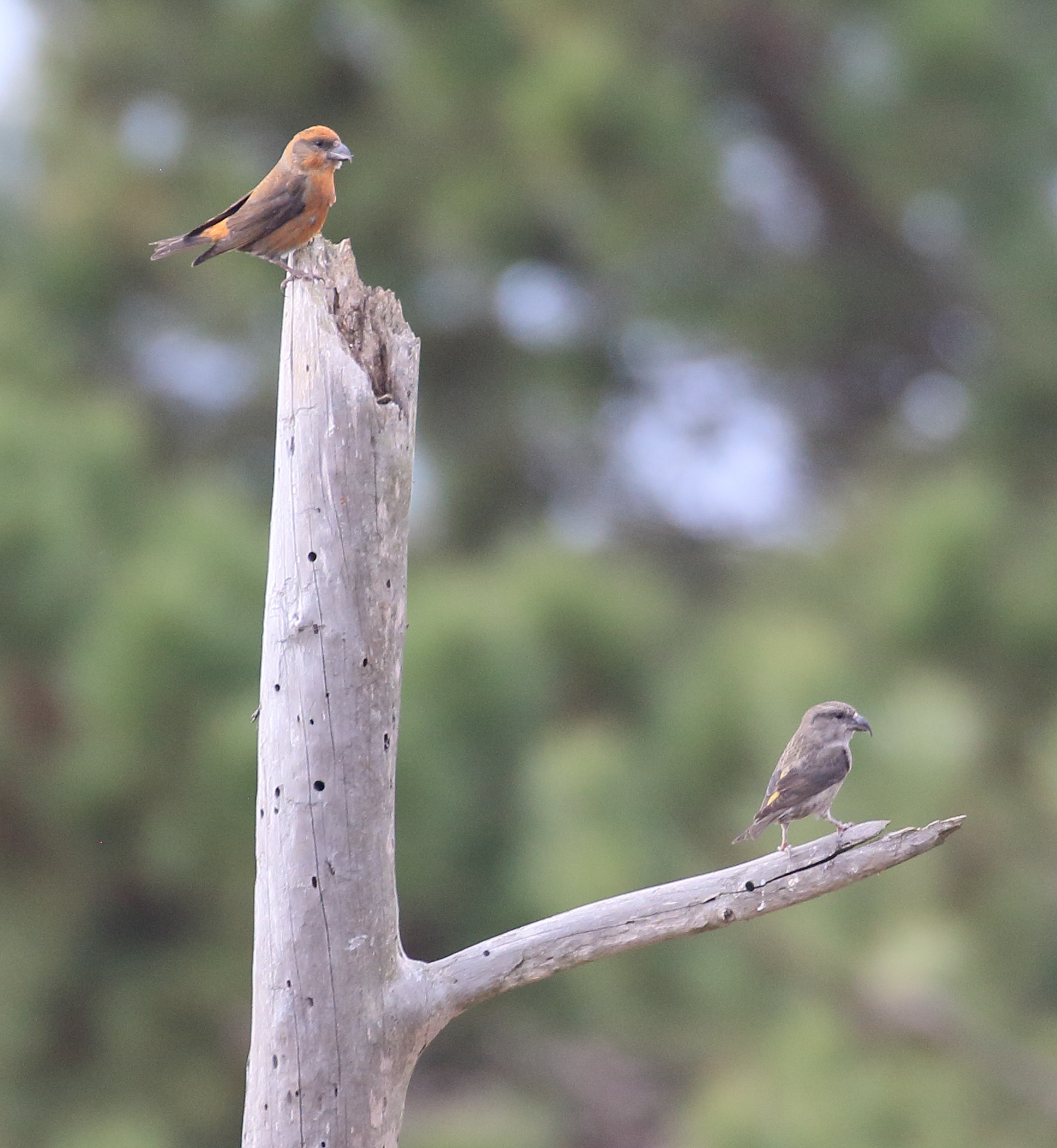 bec_croise_des_sapins_-_loxia_curvirostra4bd