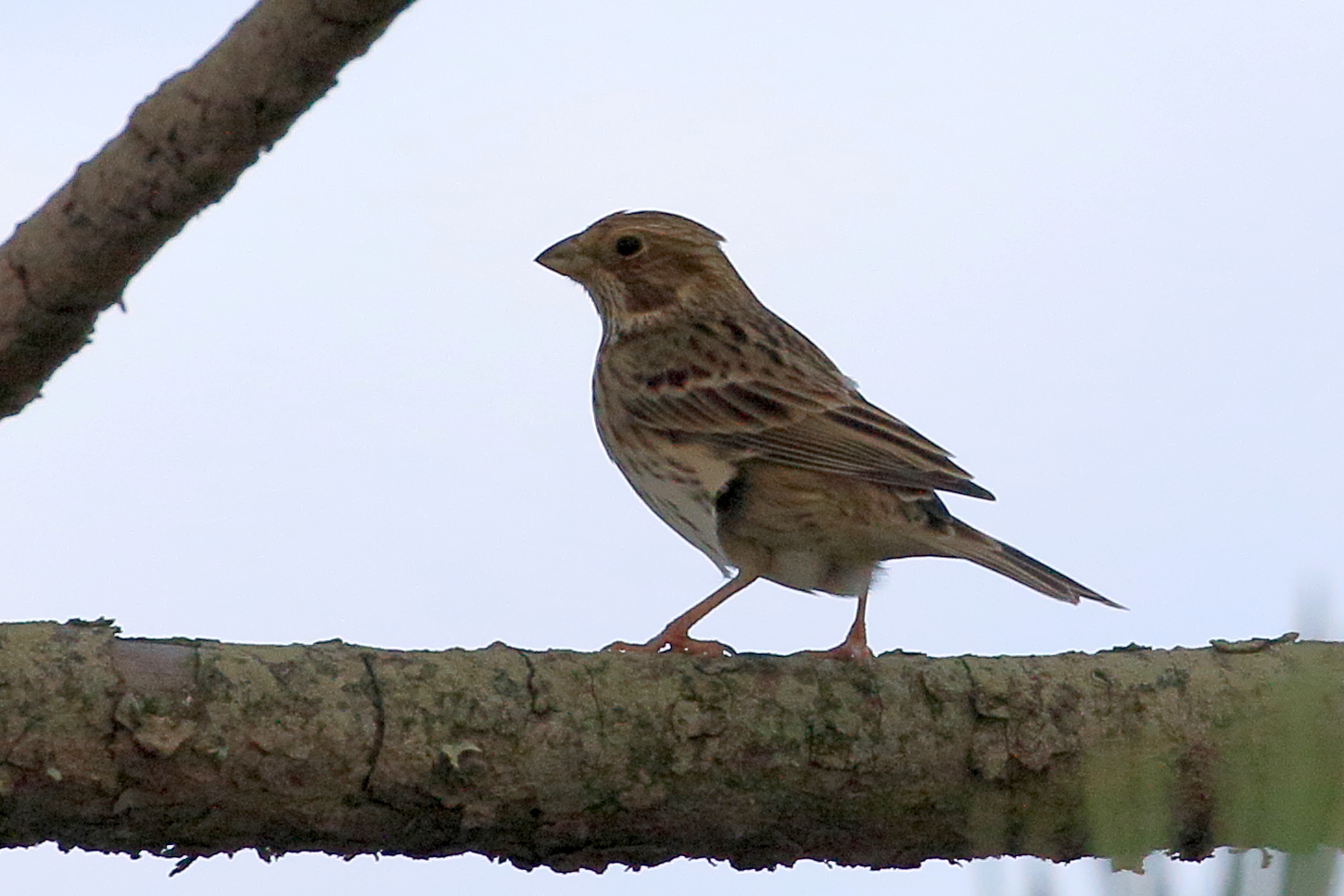 bruant_proyer_-_emberiza_calandra4bd