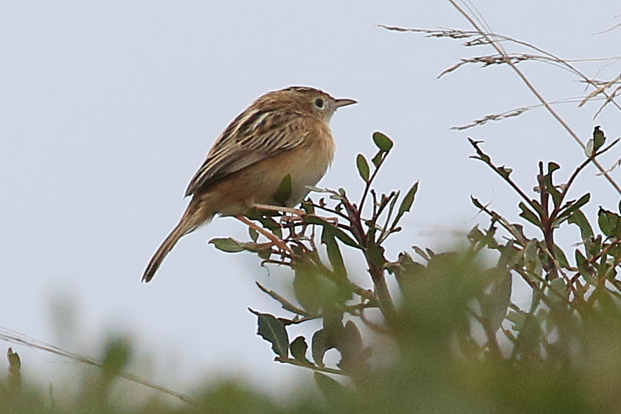 cisticole_des_joncs_-_cisticola_juncidis3bd