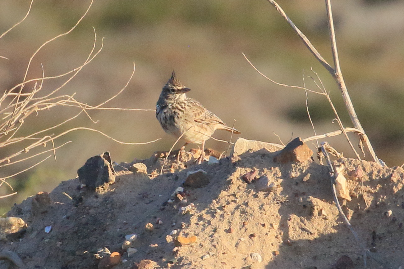 cochevis_de_thekla_-_galerida_theklae1bd