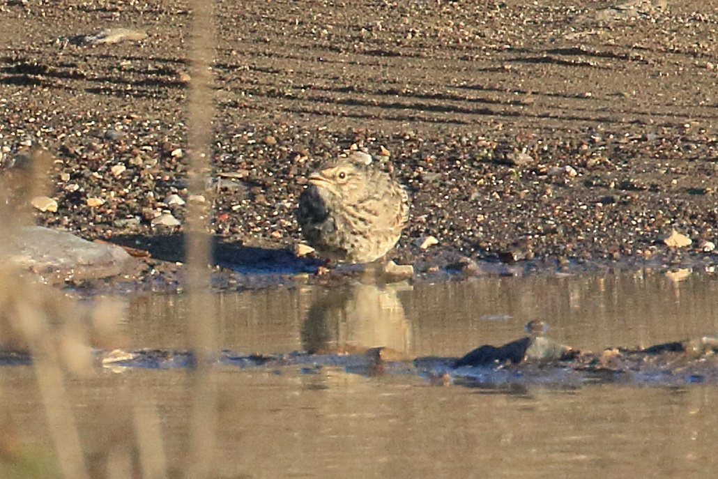 cochevis_de_thekla_-_galerida_theklae2bd