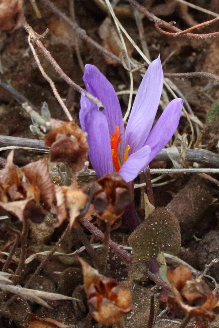 crocus_nudiflorus1md